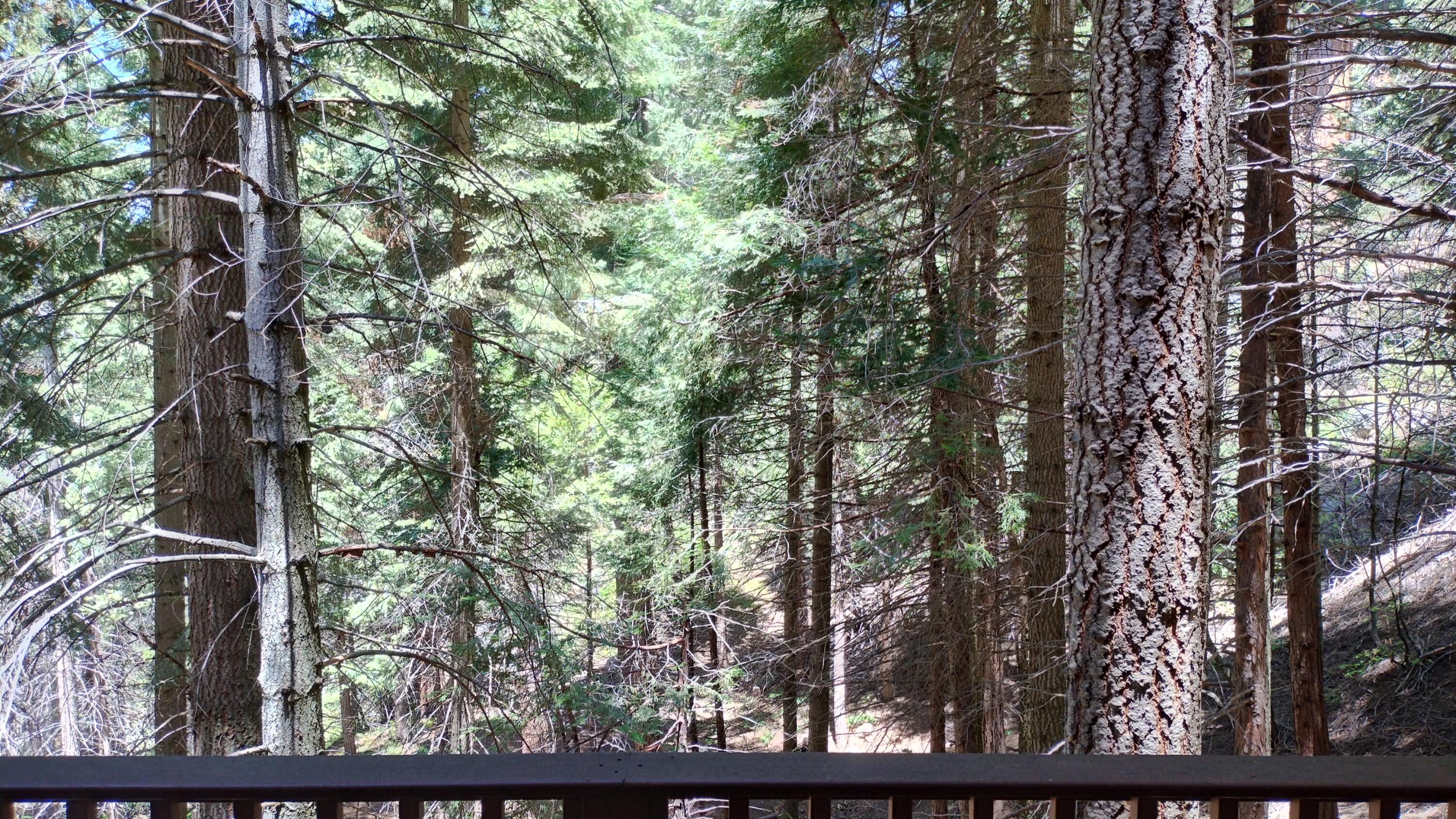 54706 Cedar Dr, Sequoia Crest, CA 93265