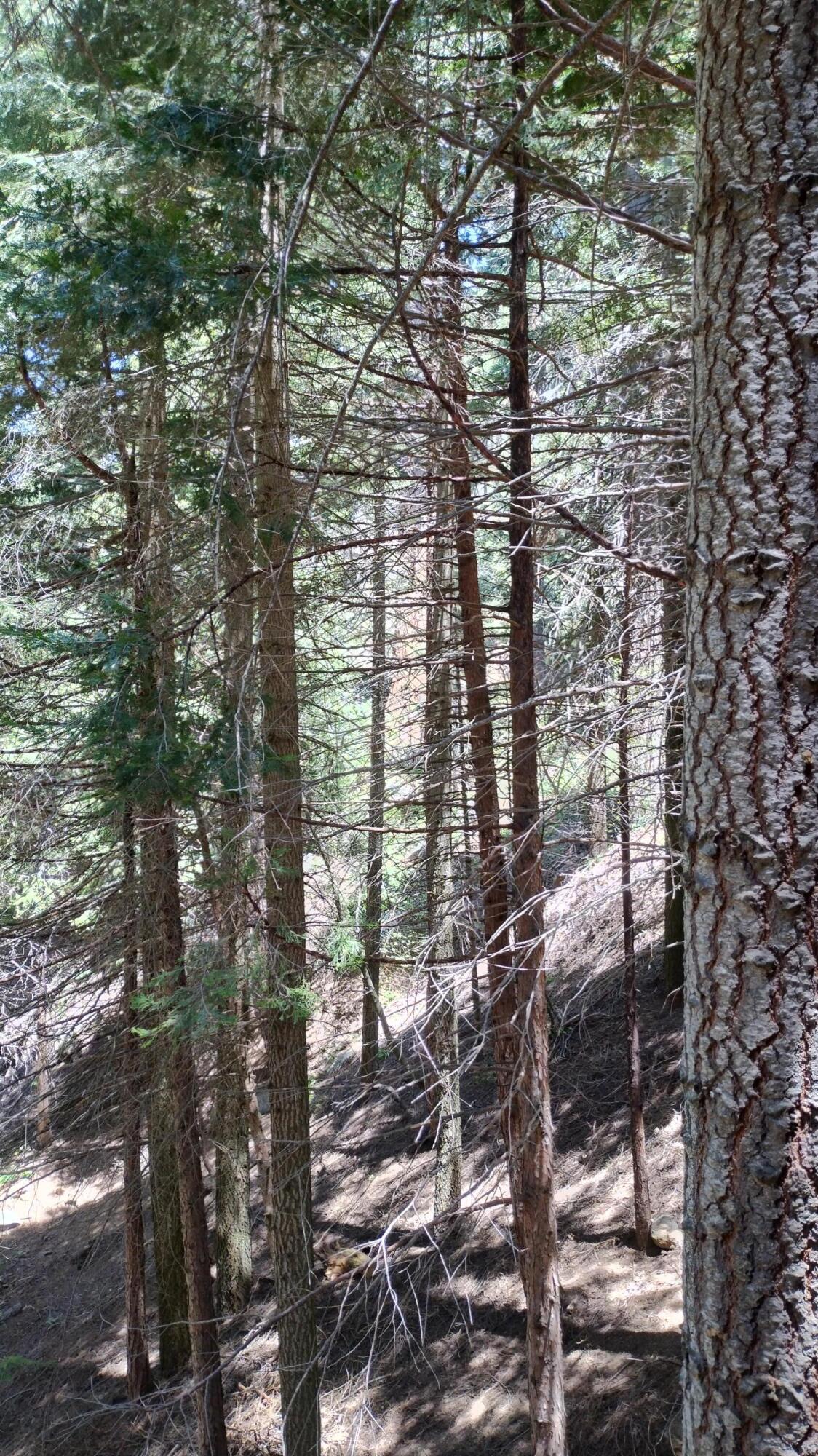 54706 Cedar Dr, Sequoia Crest, CA 93265