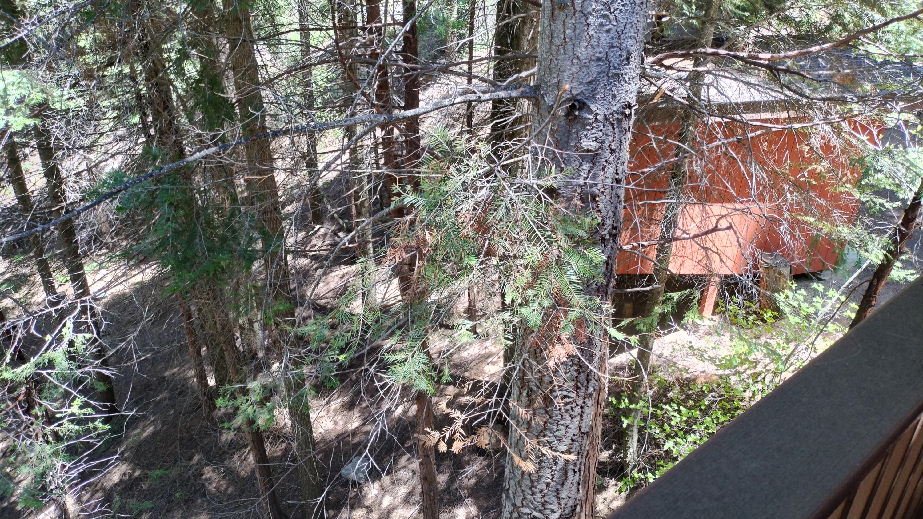 54706 Cedar Dr, Sequoia Crest, CA 93265