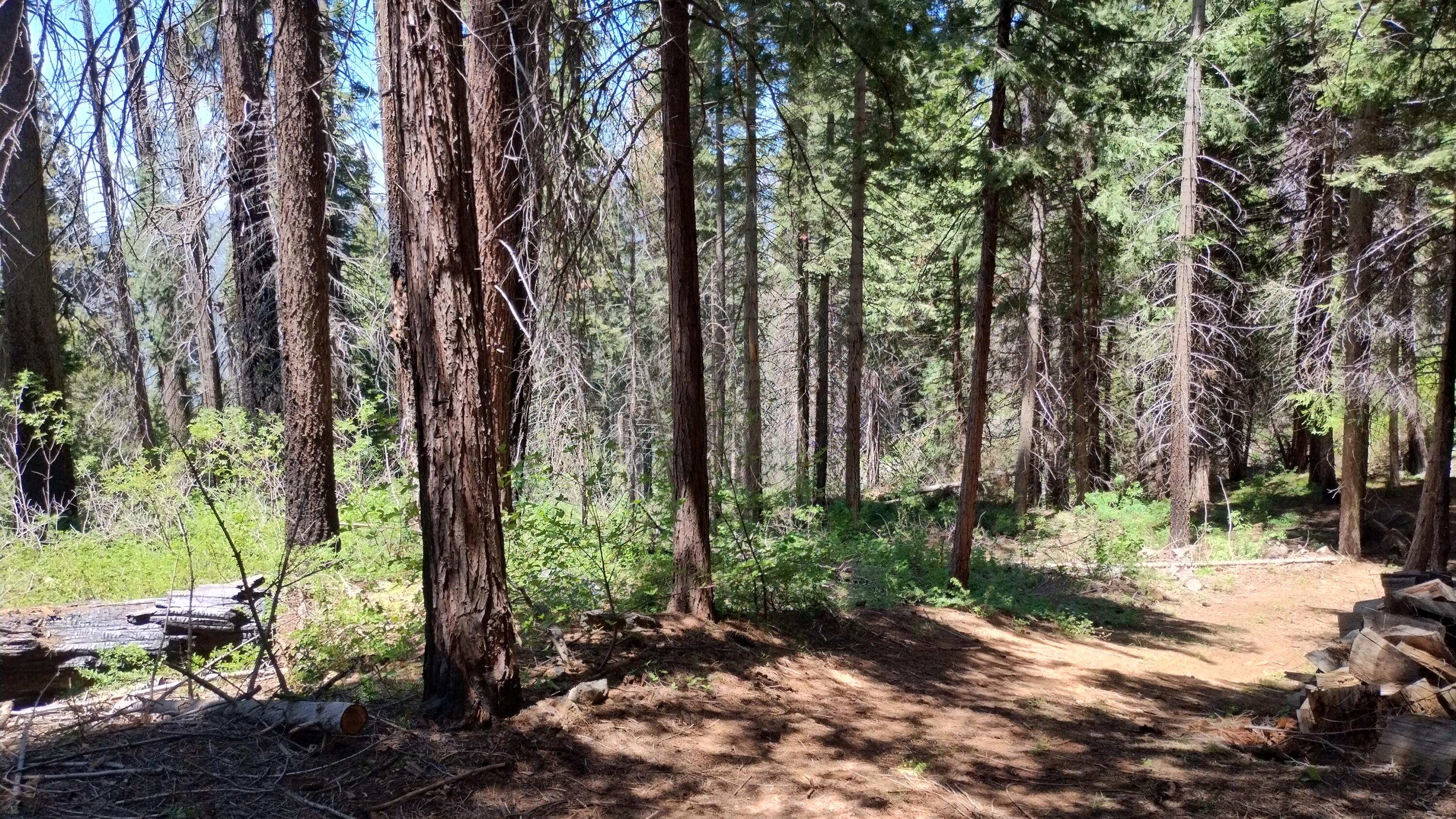 54706 Cedar Dr, Sequoia Crest, CA 93265