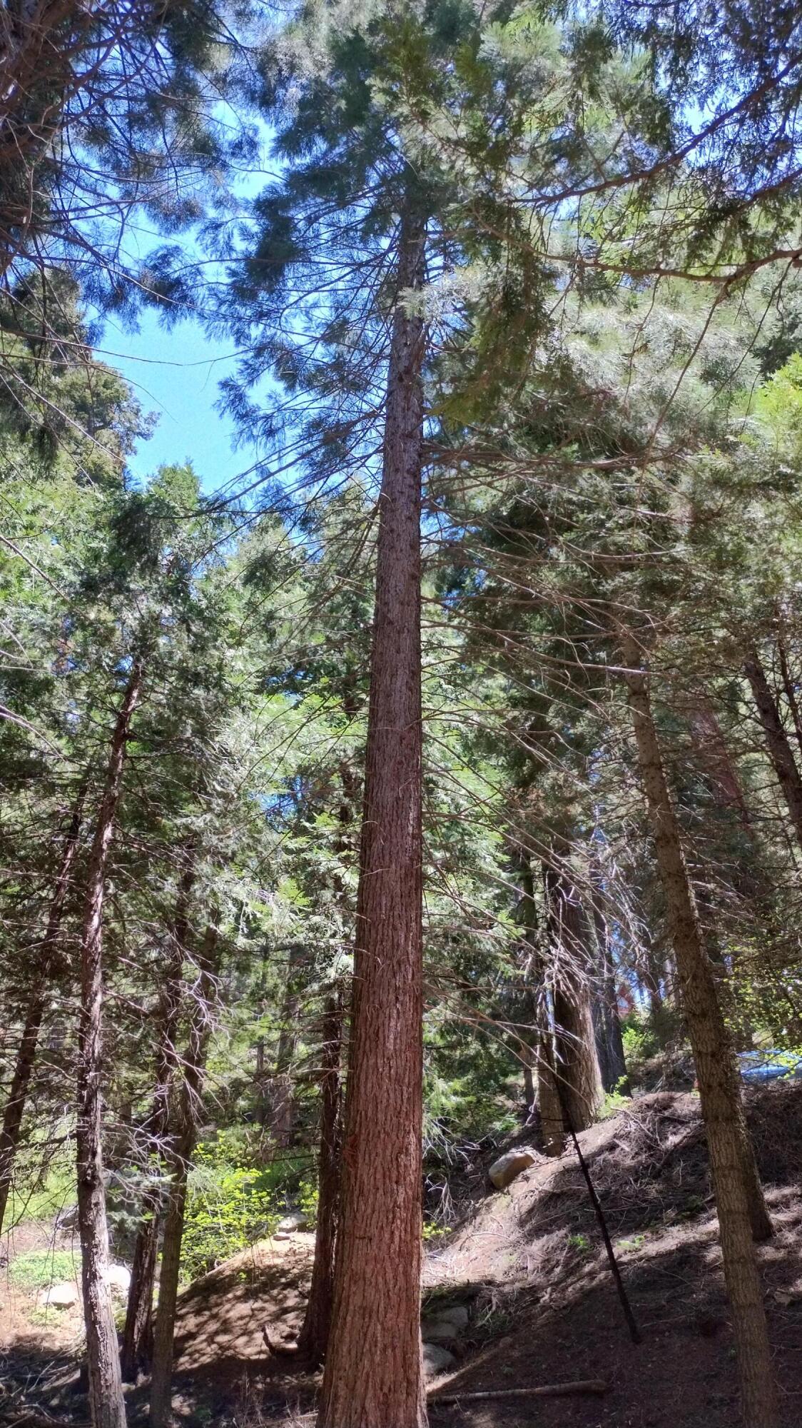 54706 Cedar Dr, Sequoia Crest, CA 93265