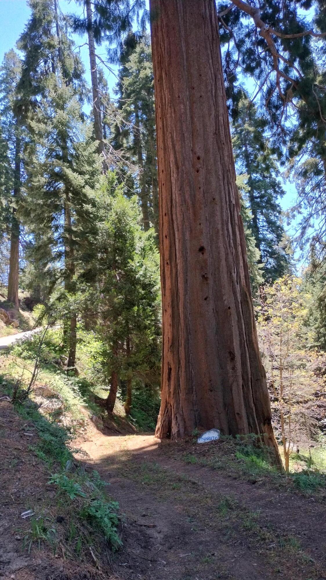 54706 Cedar Dr, Sequoia Crest, CA 93265