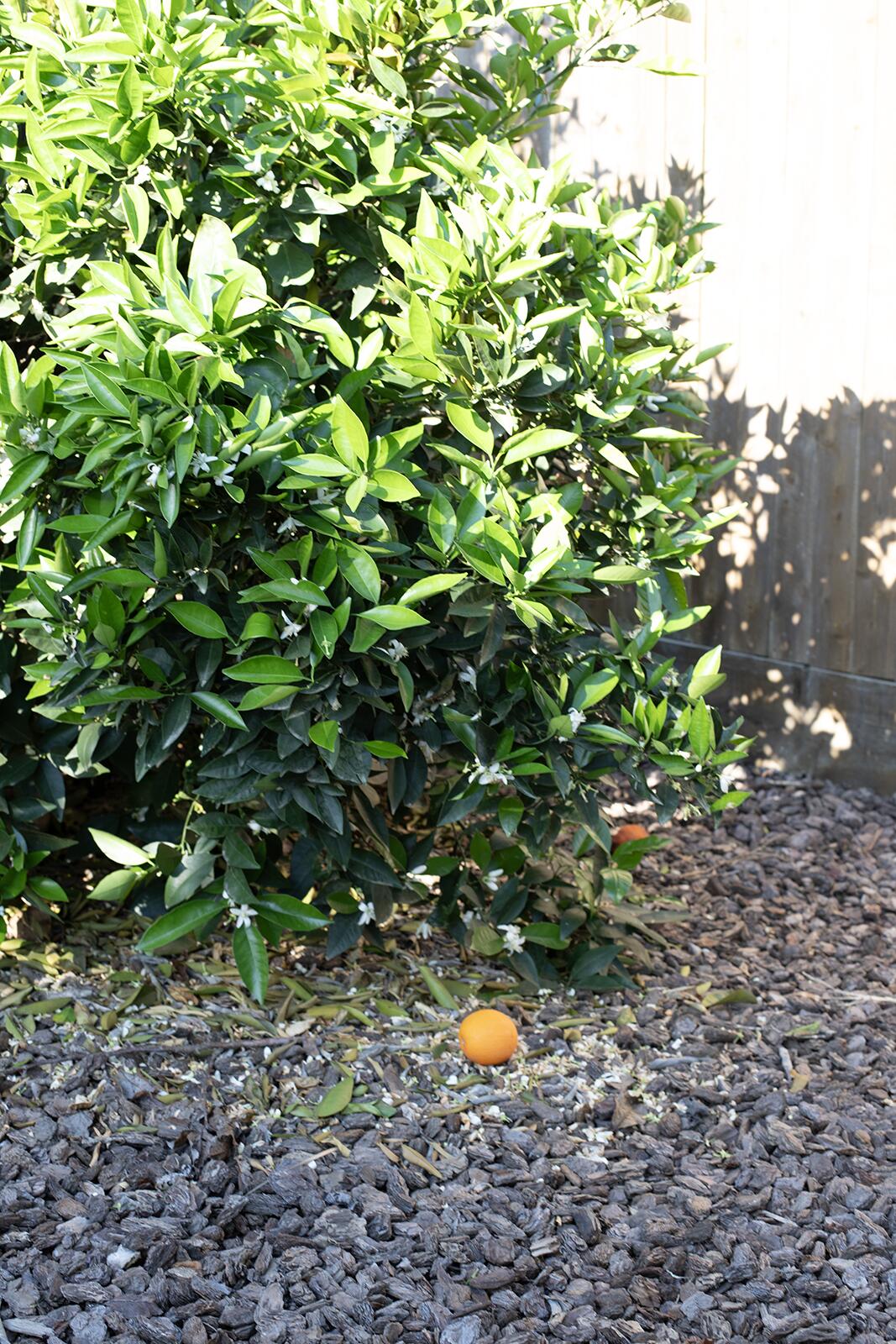 2508 N Kayenta Ct, Visalia, CA 93291