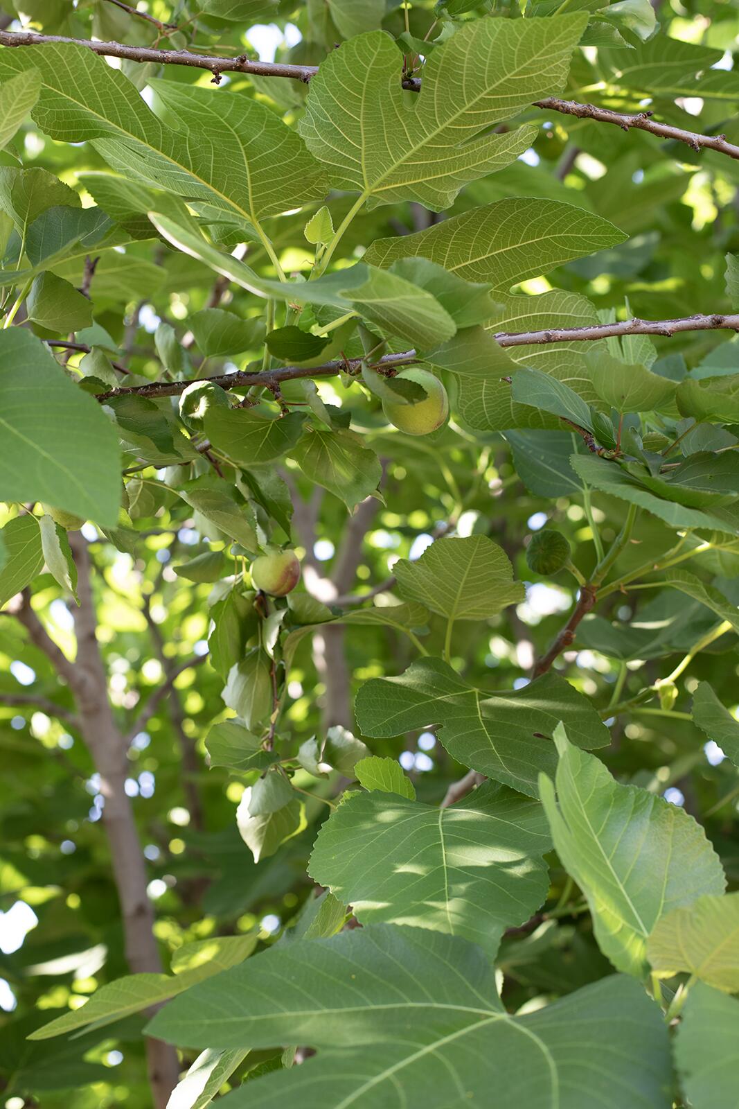 2508 N Kayenta Ct, Visalia, CA 93291