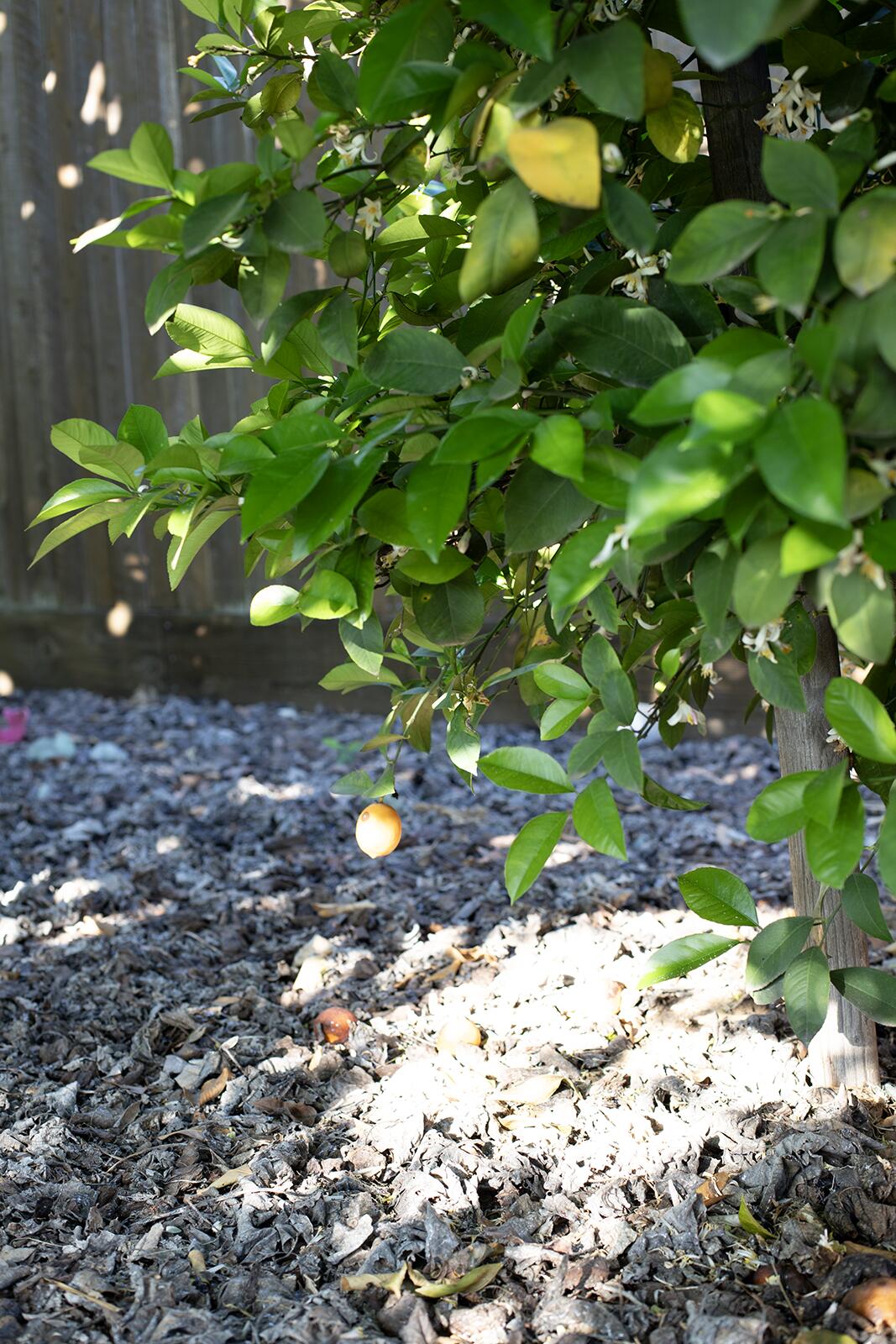 2508 N Kayenta Ct, Visalia, CA 93291