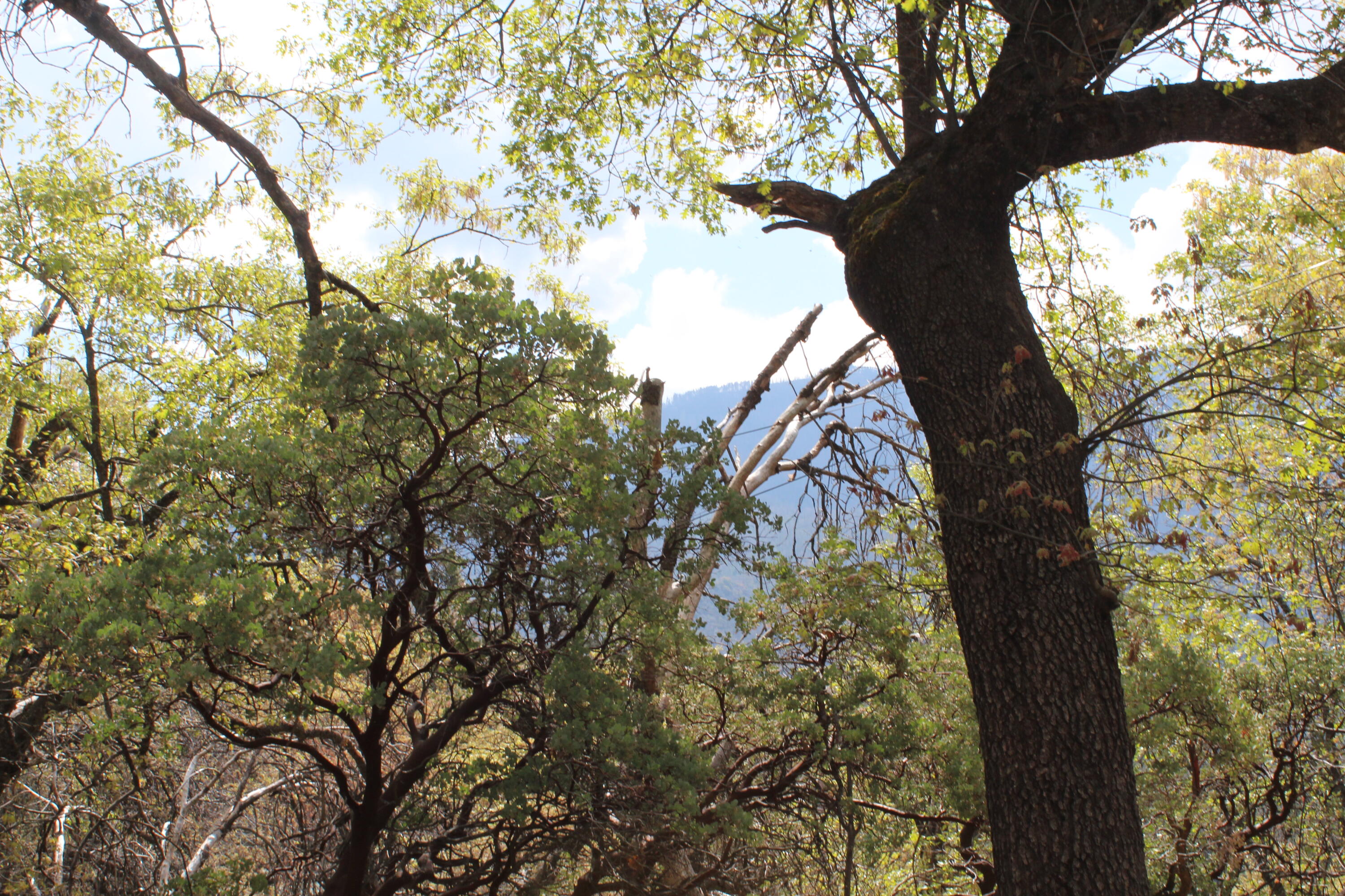 475 John Lewis Dr, Pierpoint Springs, CA 93265