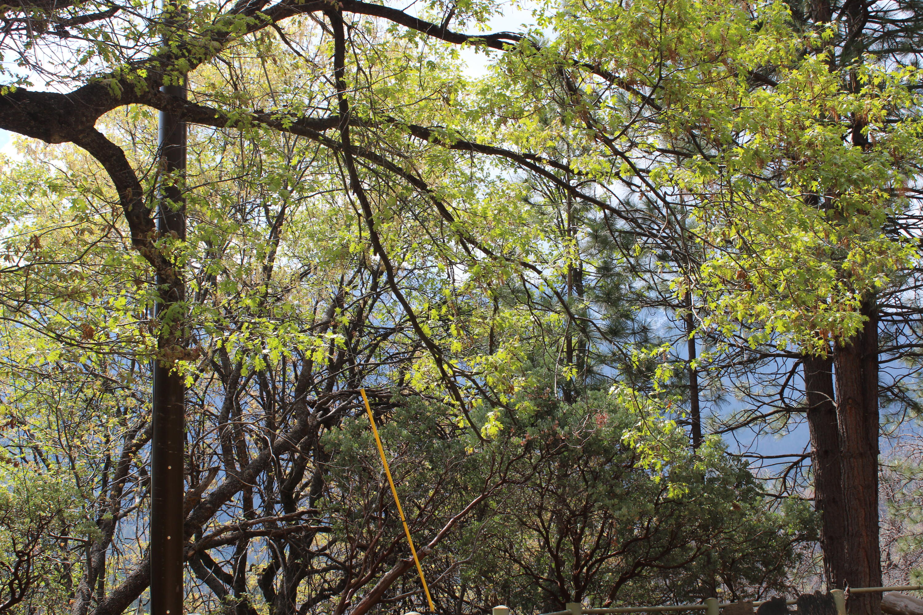 475 John Lewis Dr, Pierpoint Springs, CA 93265