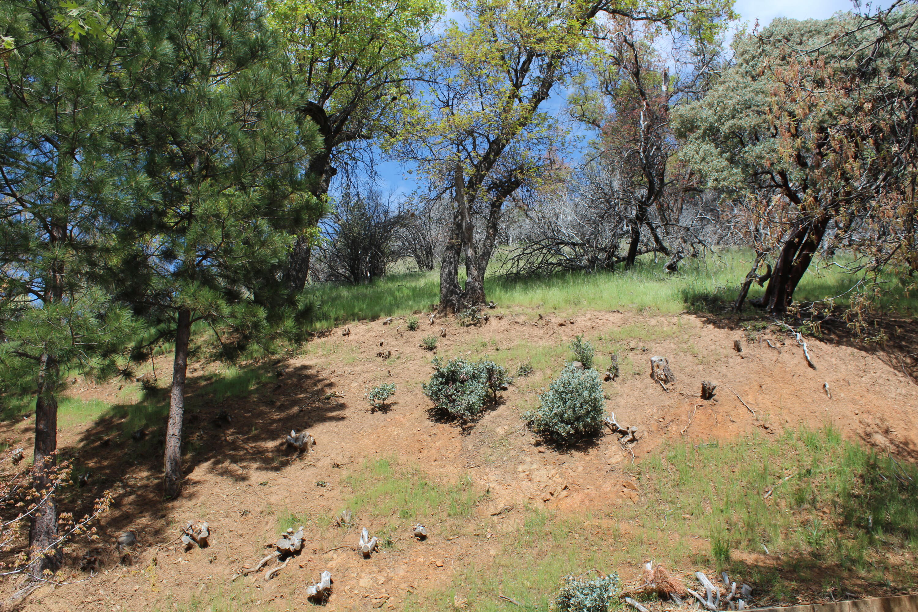 475 John Lewis Dr, Pierpoint Springs, CA 93265