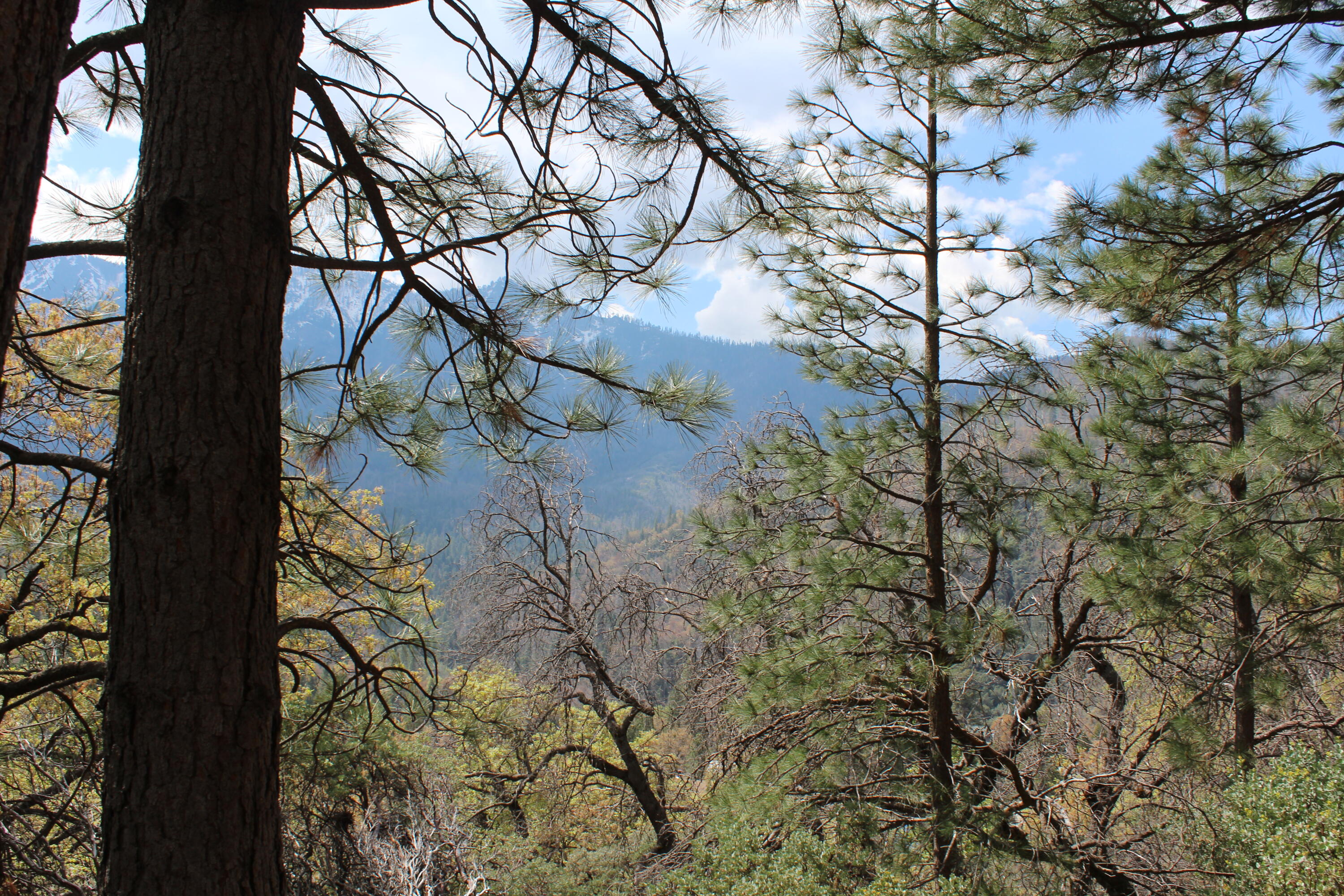 475 John Lewis Dr, Pierpoint Springs, CA 93265