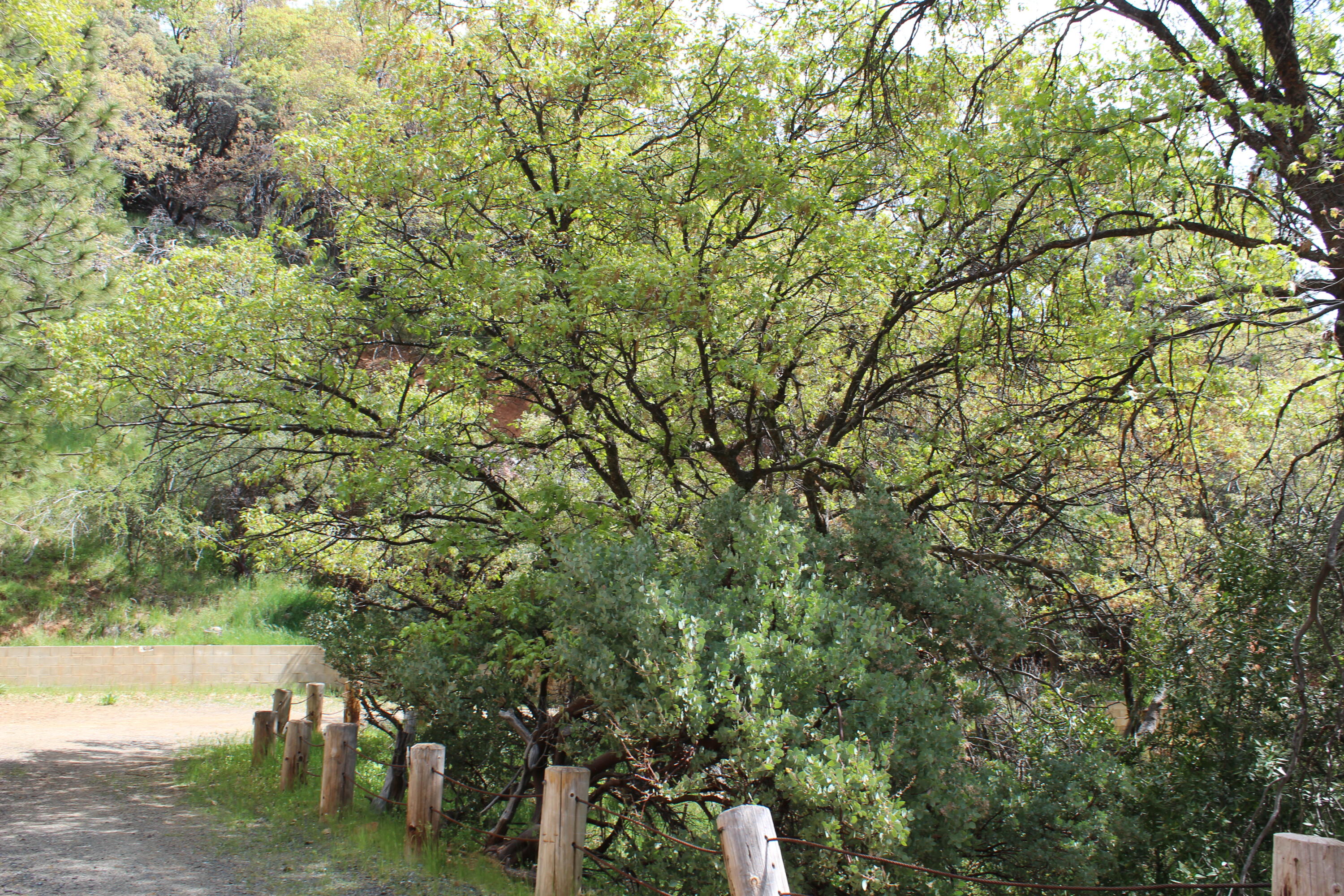 475 John Lewis Dr, Pierpoint Springs, CA 93265