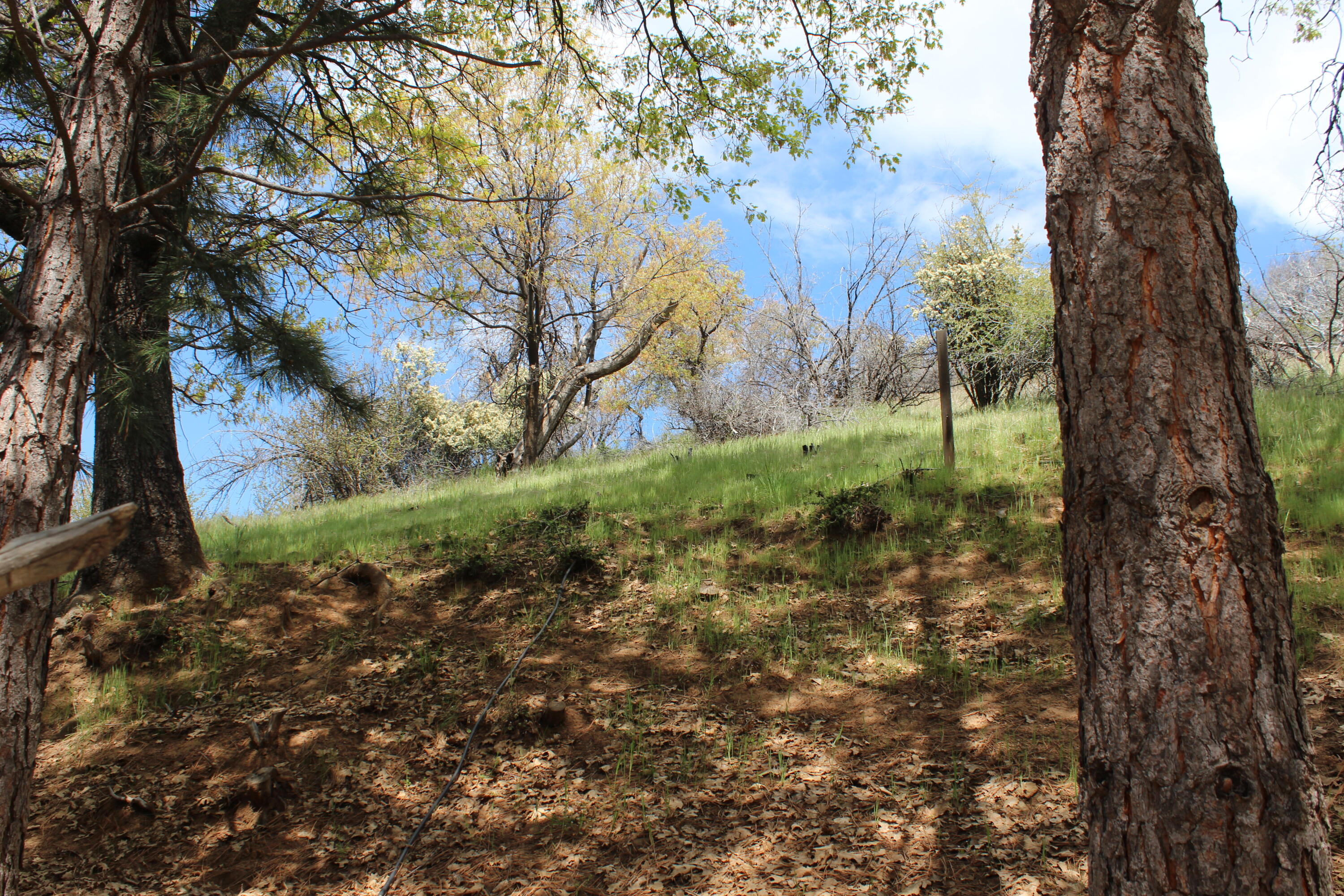 475 John Lewis Dr, Pierpoint Springs, CA 93265