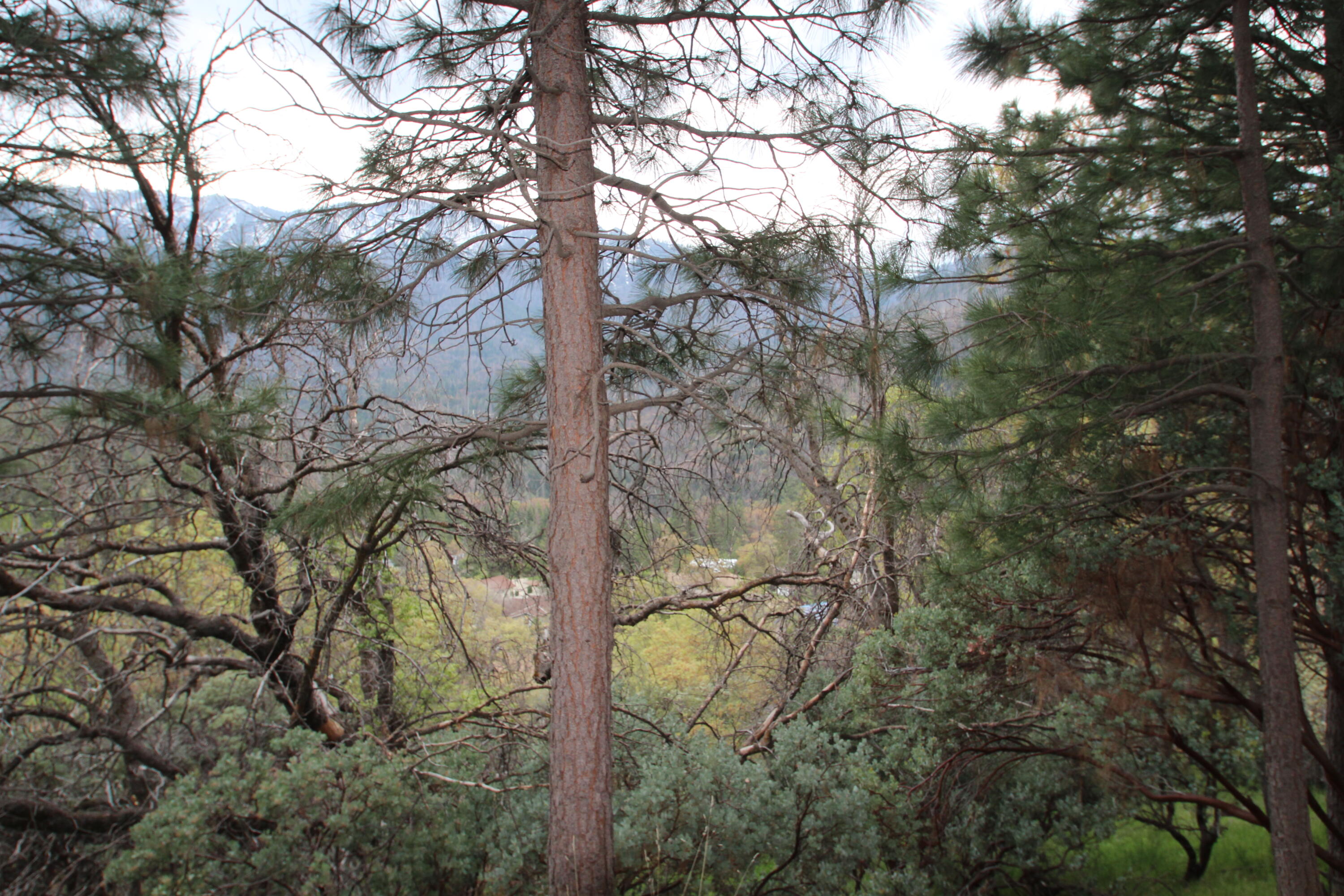 475 John Lewis Dr, Pierpoint Springs, CA 93265