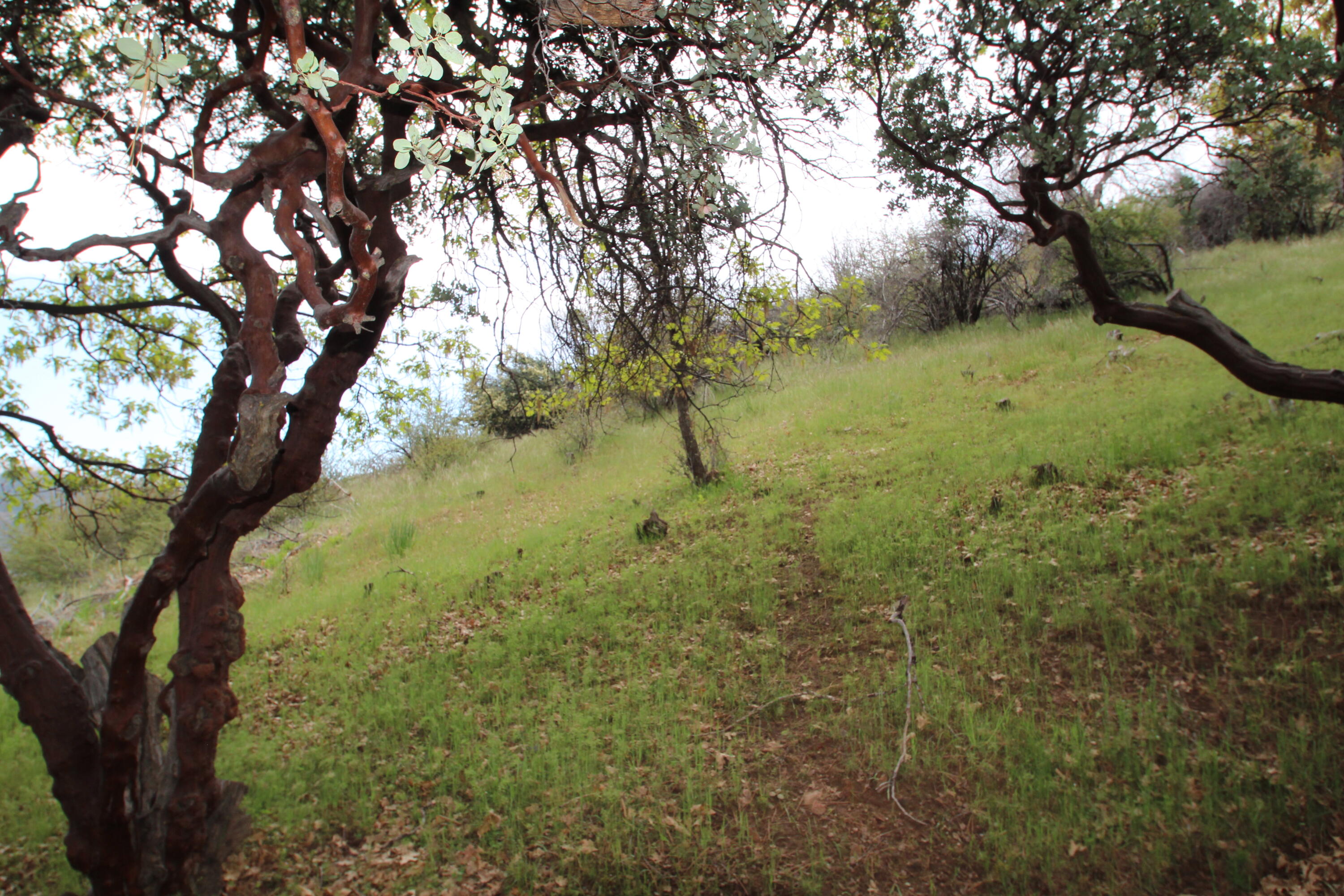 475 John Lewis Dr, Pierpoint Springs, CA 93265