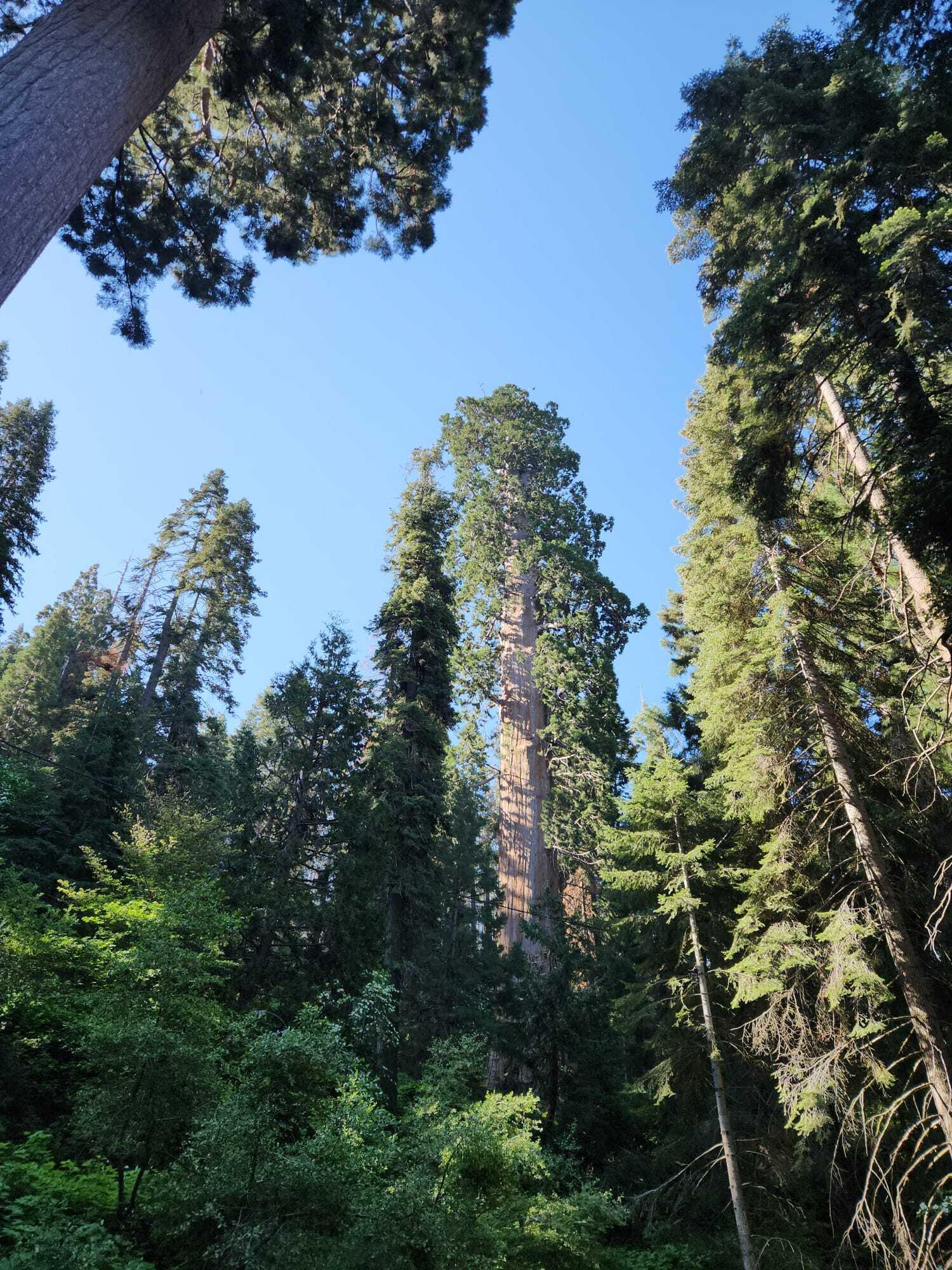 54838 Ponderosa Dr, Springville, CA 93265