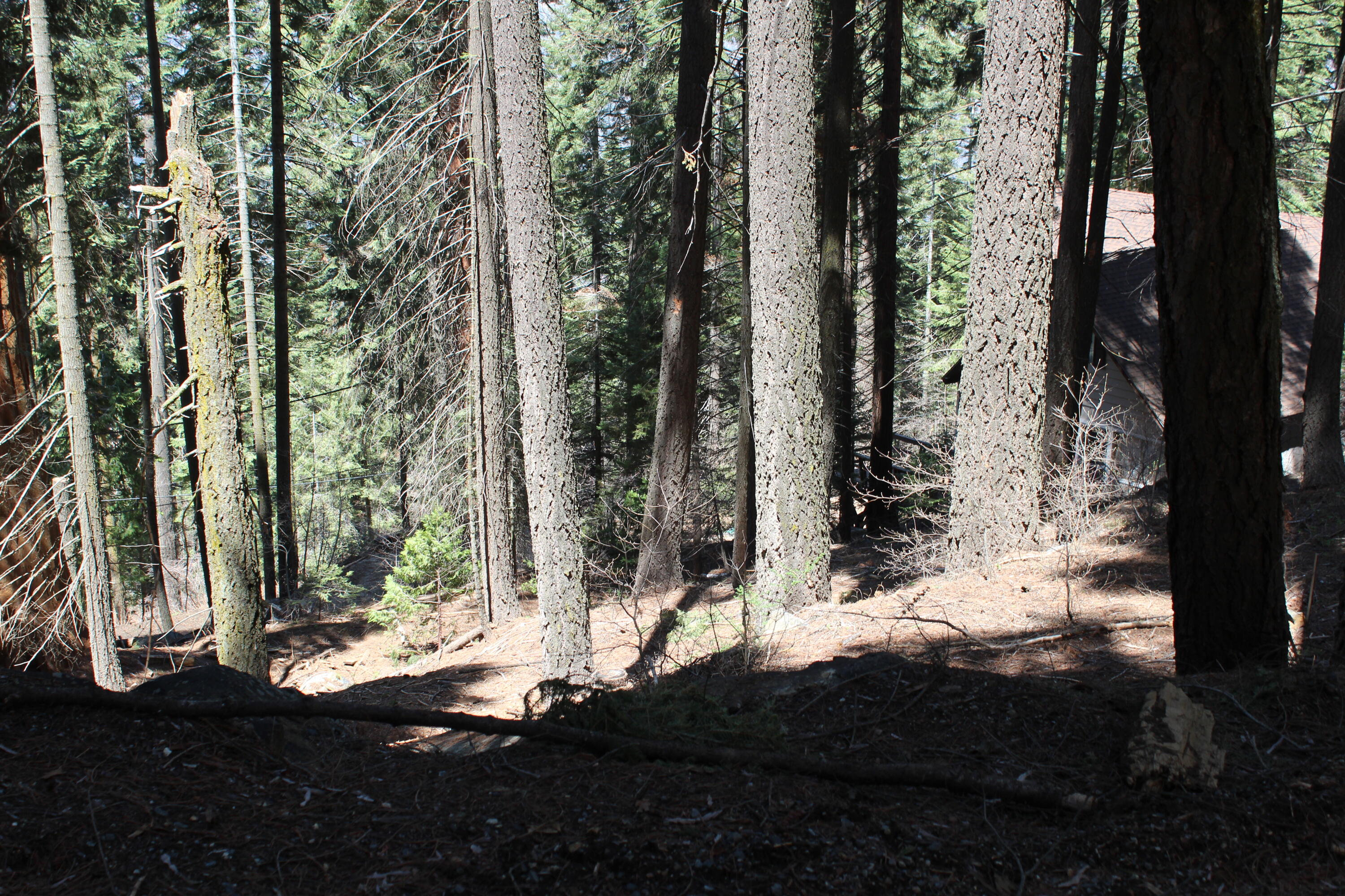 54838 Ponderosa Dr, Springville, CA 93265