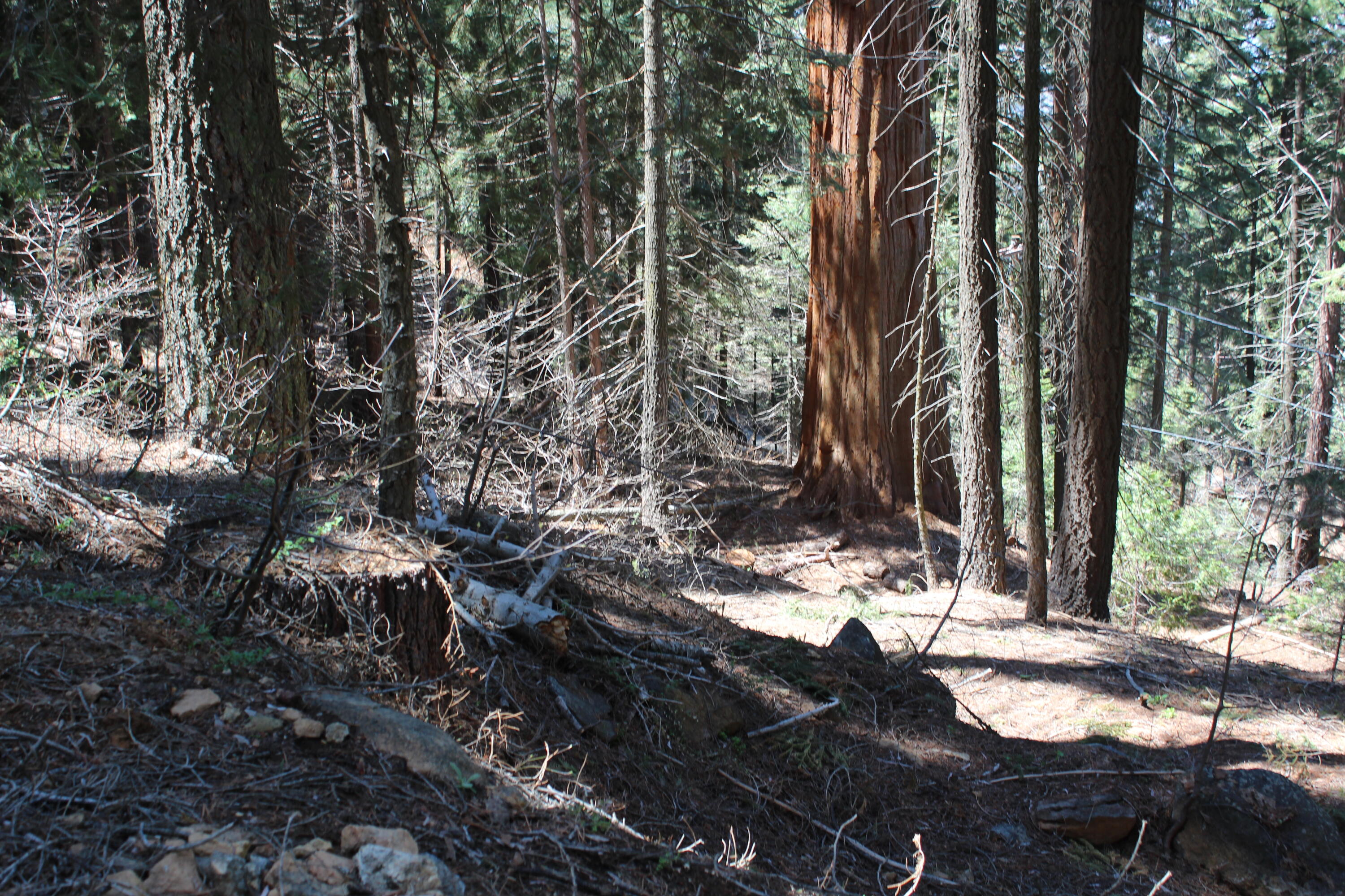 54838 Ponderosa Dr, Springville, CA 93265