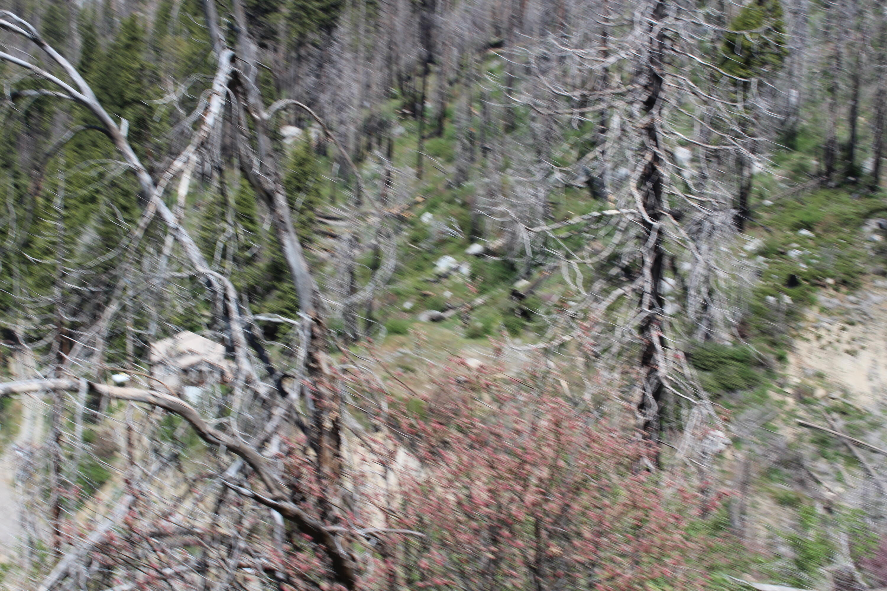 53184 Pine View Dr, Springville, CA 93265