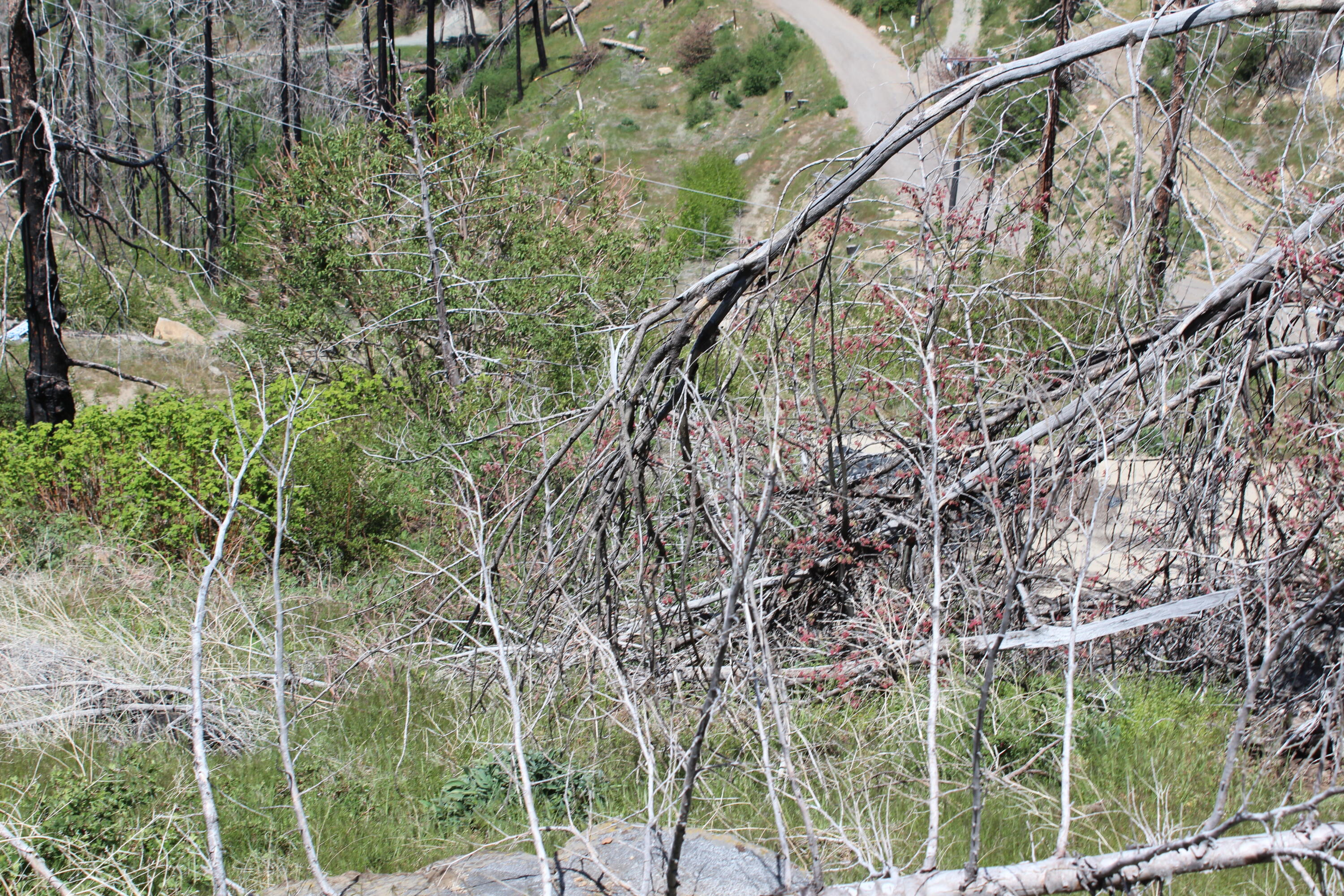 53184 Pine View Dr, Springville, CA 93265