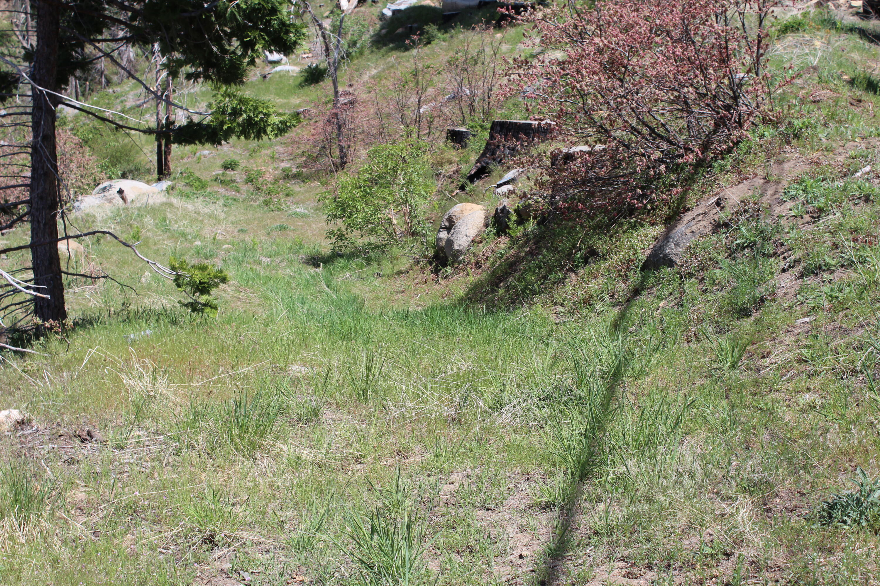 53184 Pine View Dr, Springville, CA 93265