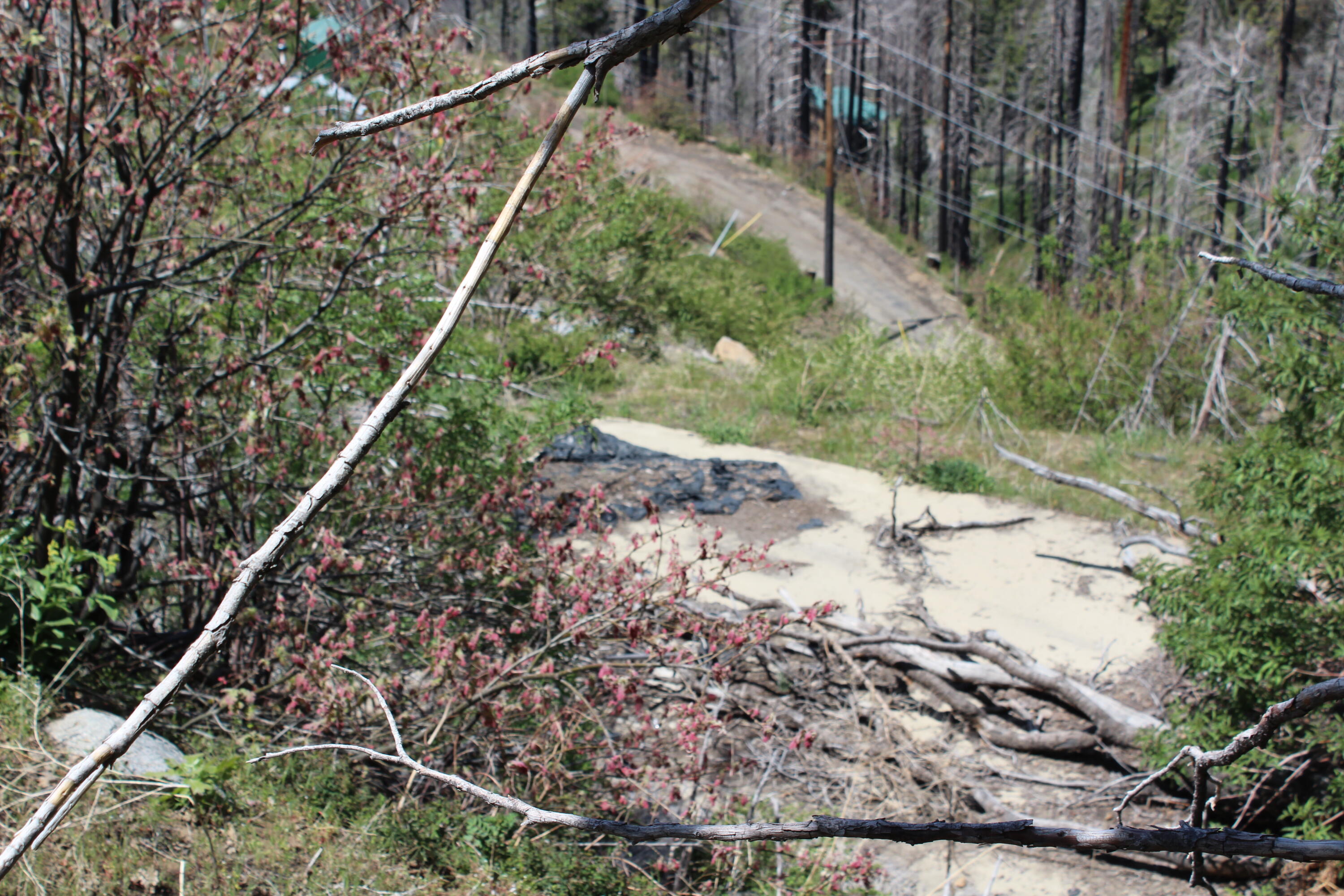 53184 Pine View Dr, Springville, CA 93265