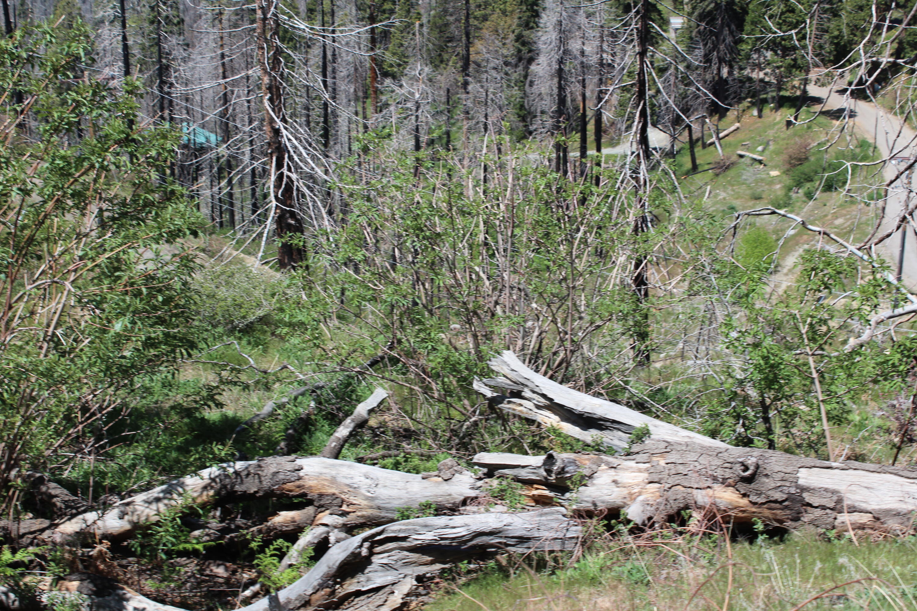 53184 Pine View Dr, Springville, CA 93265