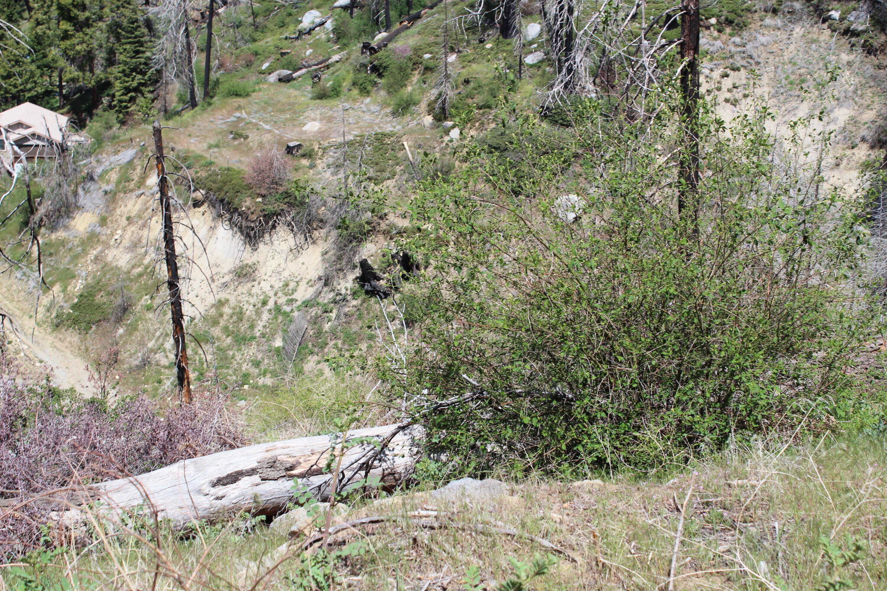 53184 Pine View Dr, Springville, CA 93265