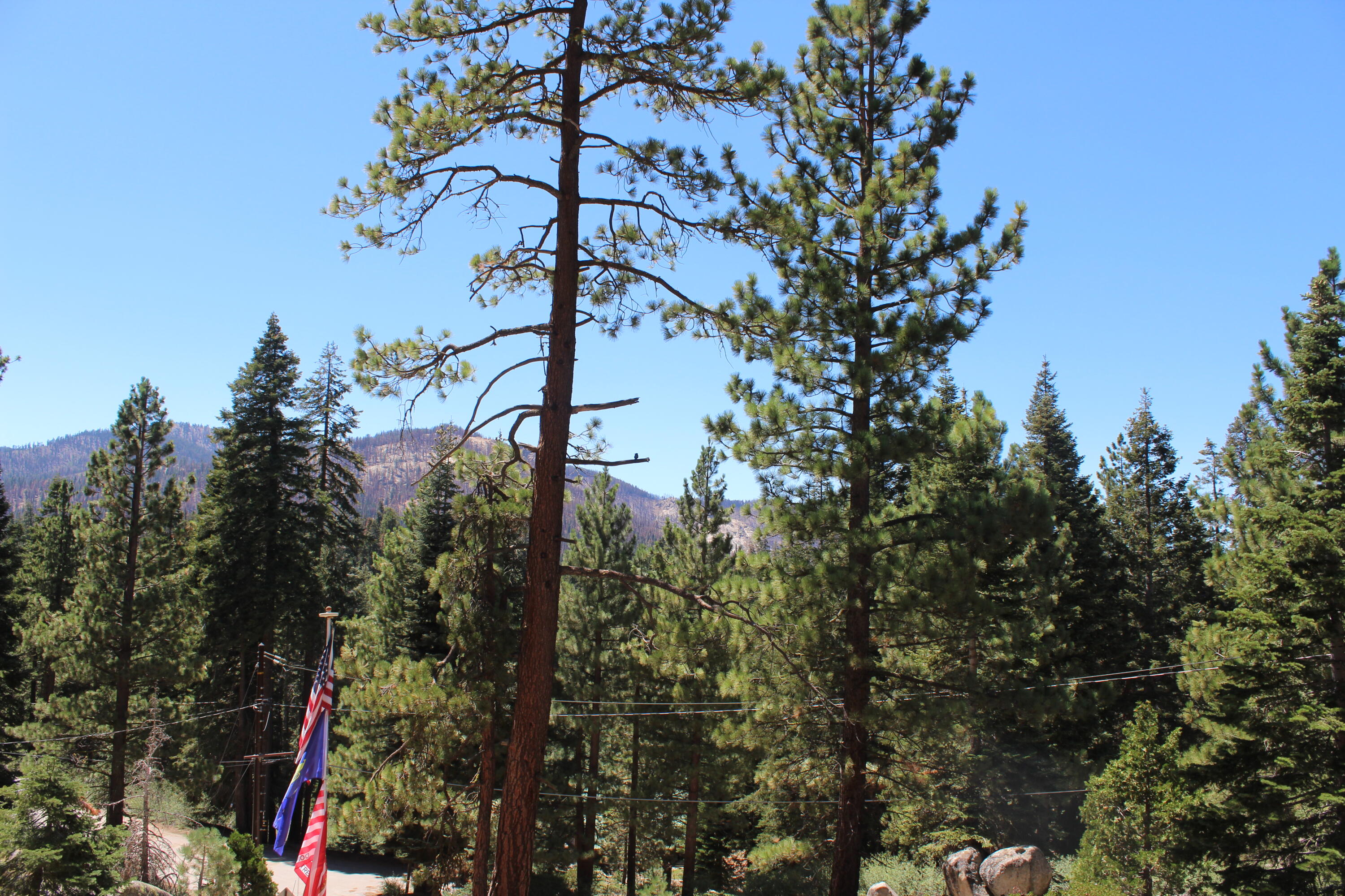 57941 Summit Dr, Ponderosa, CA 93265