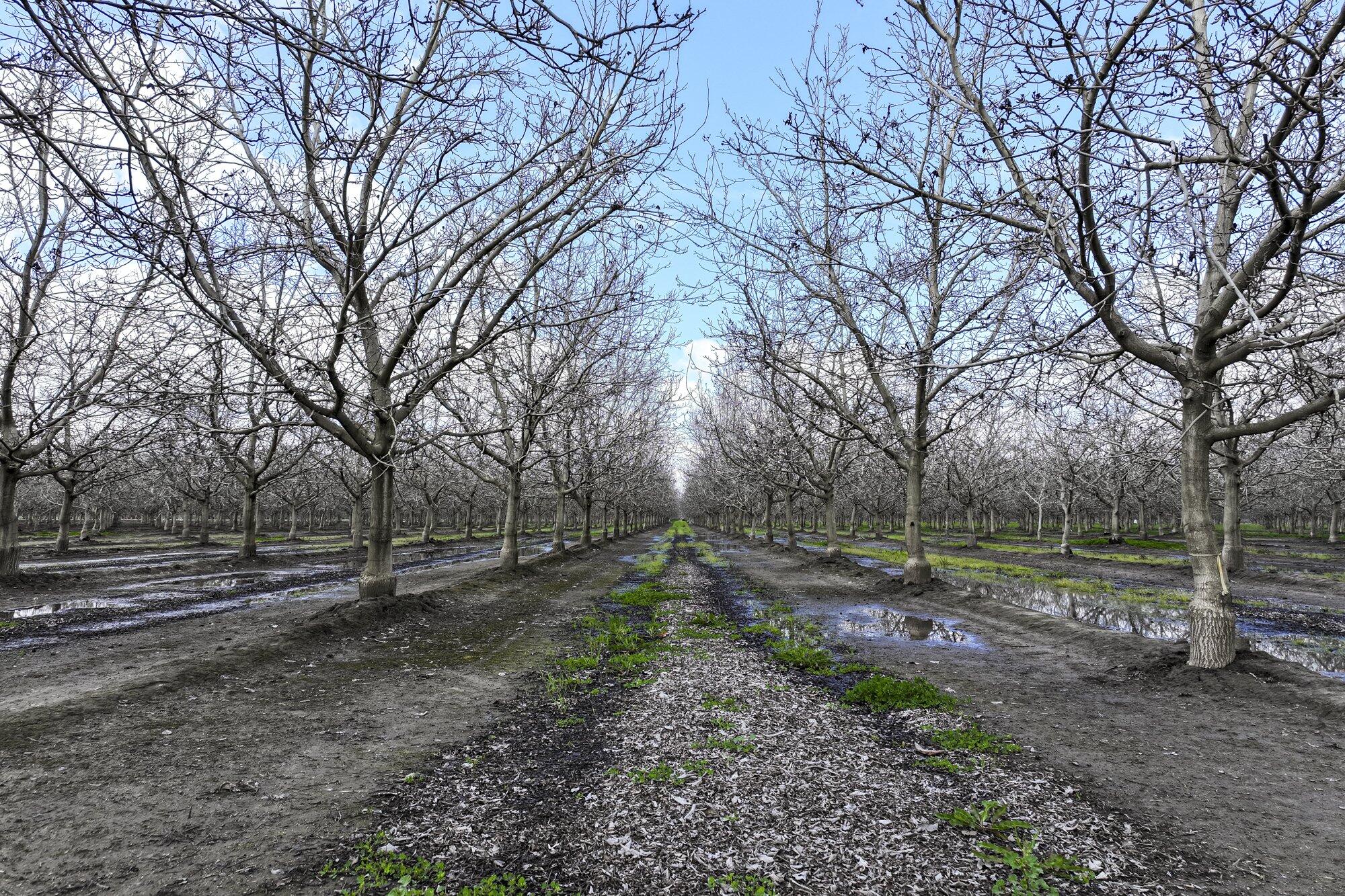 0 Rd 180, Strathmore, CA 93267