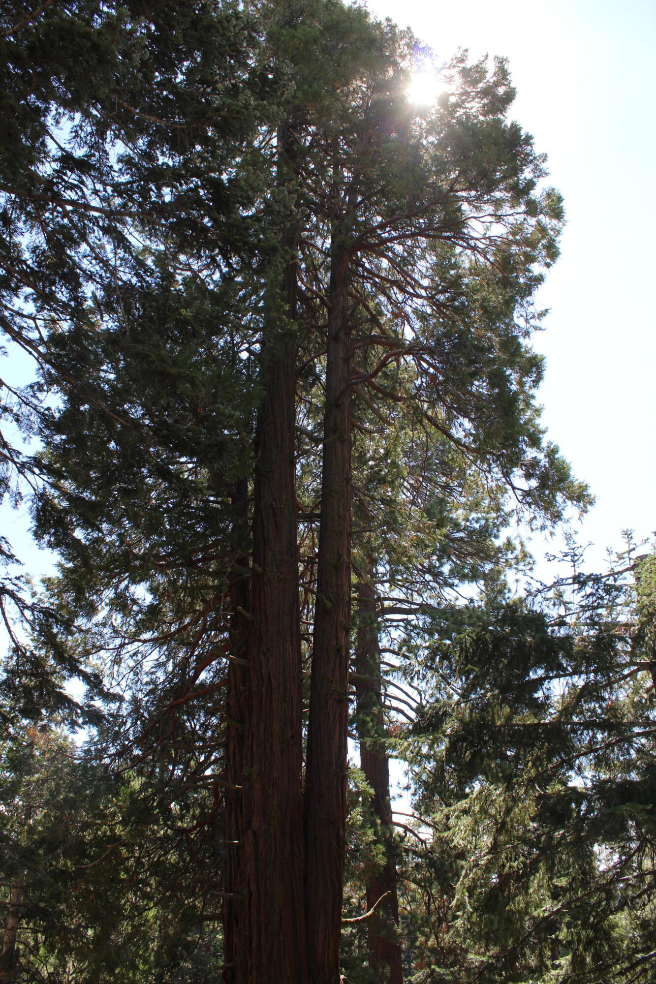 57910 Peppermint Dr, Ponderosa, CA 93265