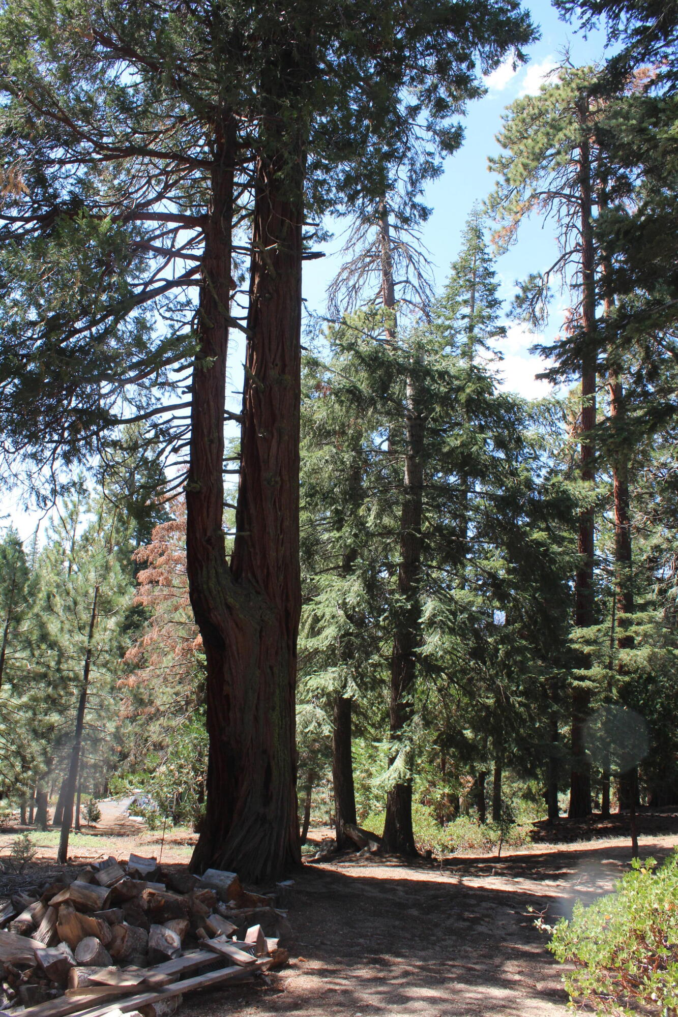 57910 Peppermint Dr, Ponderosa, CA 93265