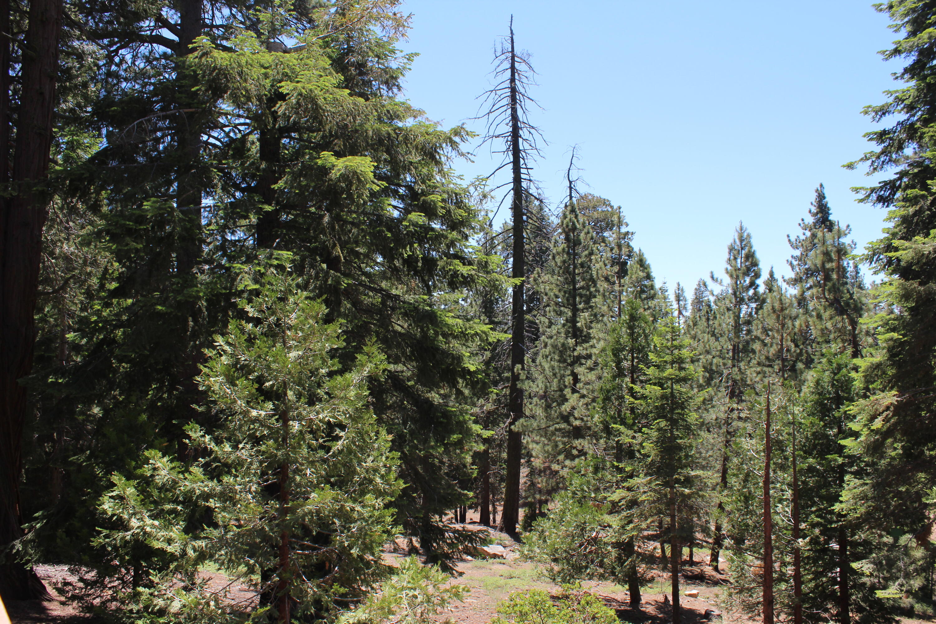 57910 Peppermint Dr, Ponderosa, CA 93265