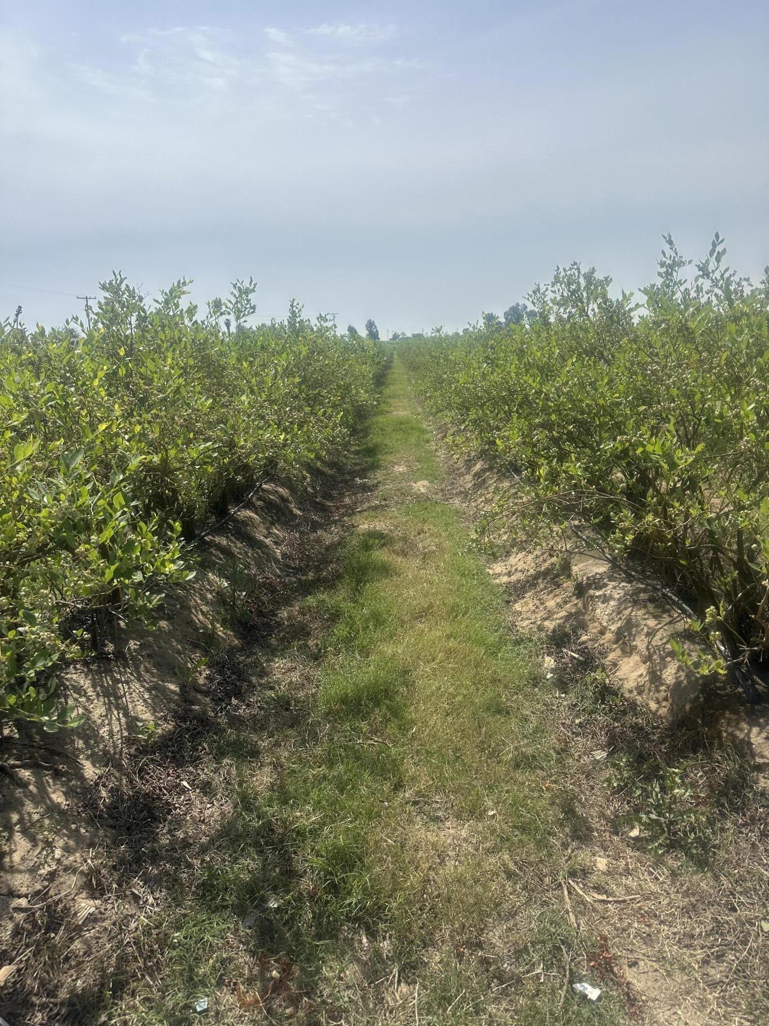 0 Mountain View Ave, Kingsburg, CA 93631