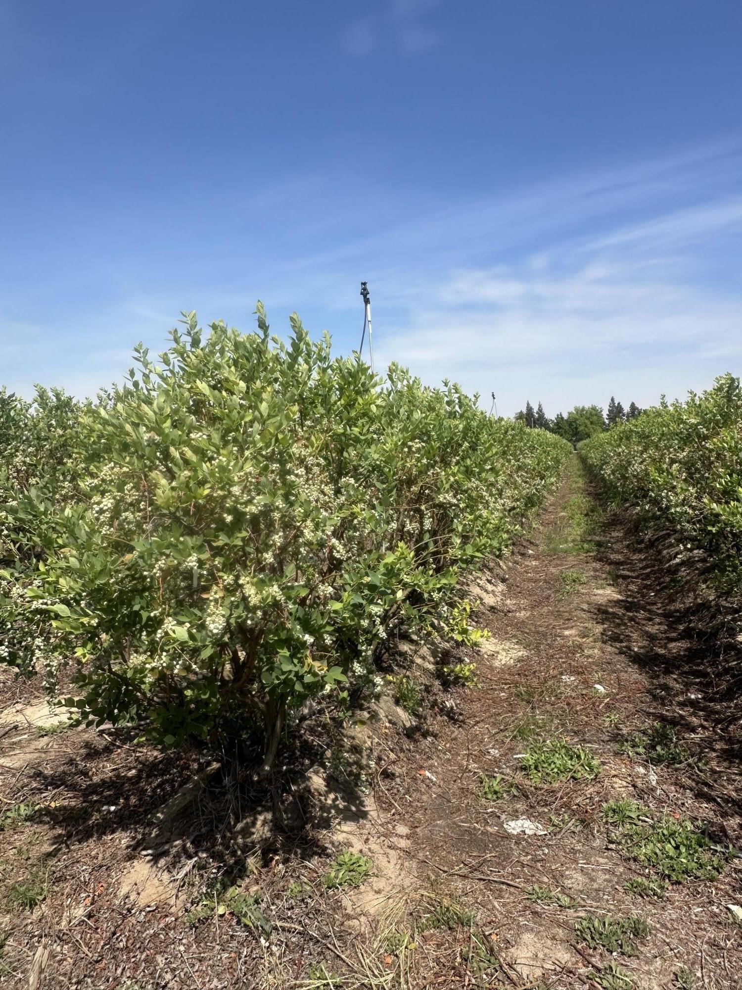 0 Mountain View Ave, Kingsburg, CA 93631