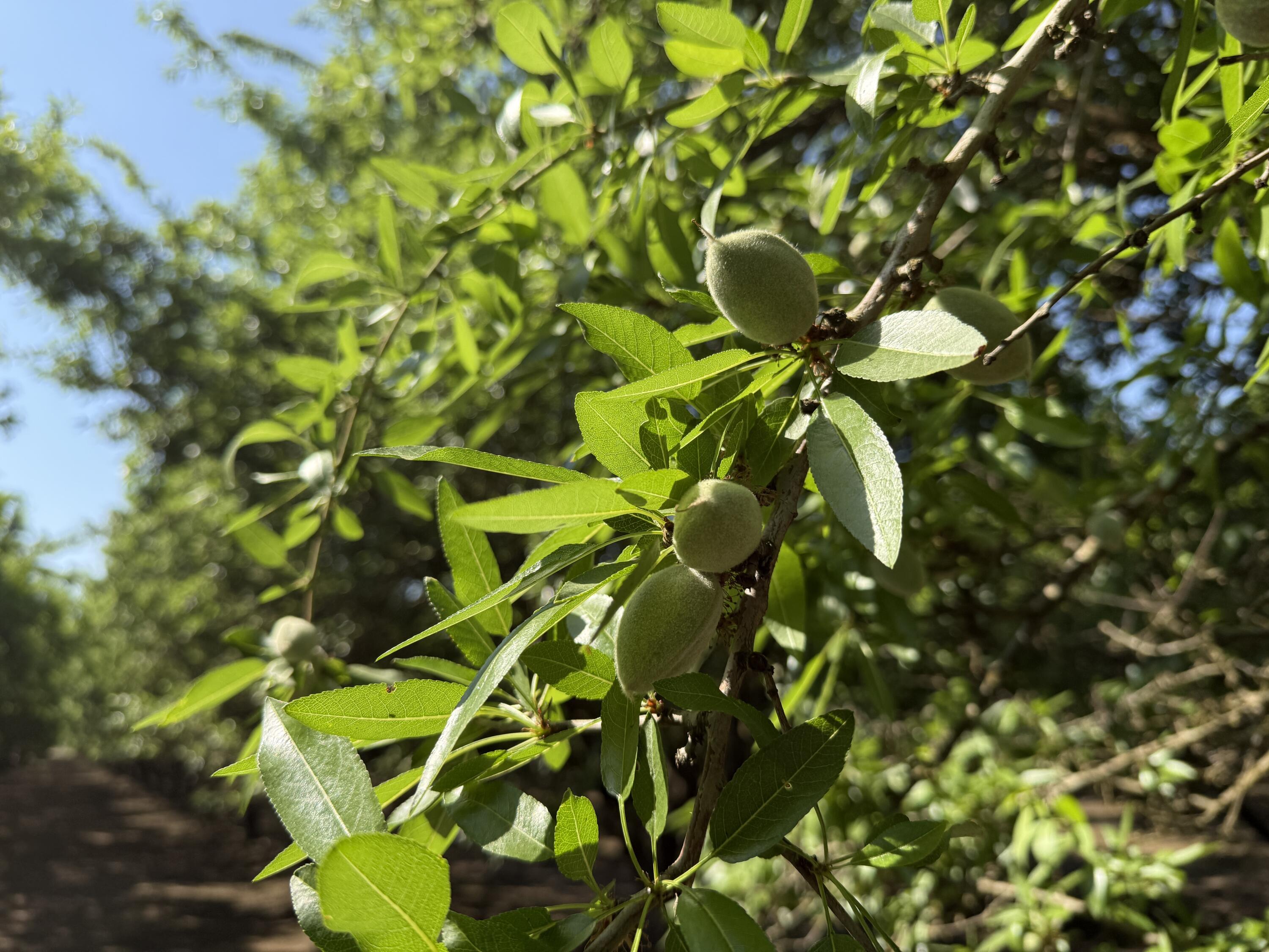 15500 Rd 200, Porterville, CA 93257