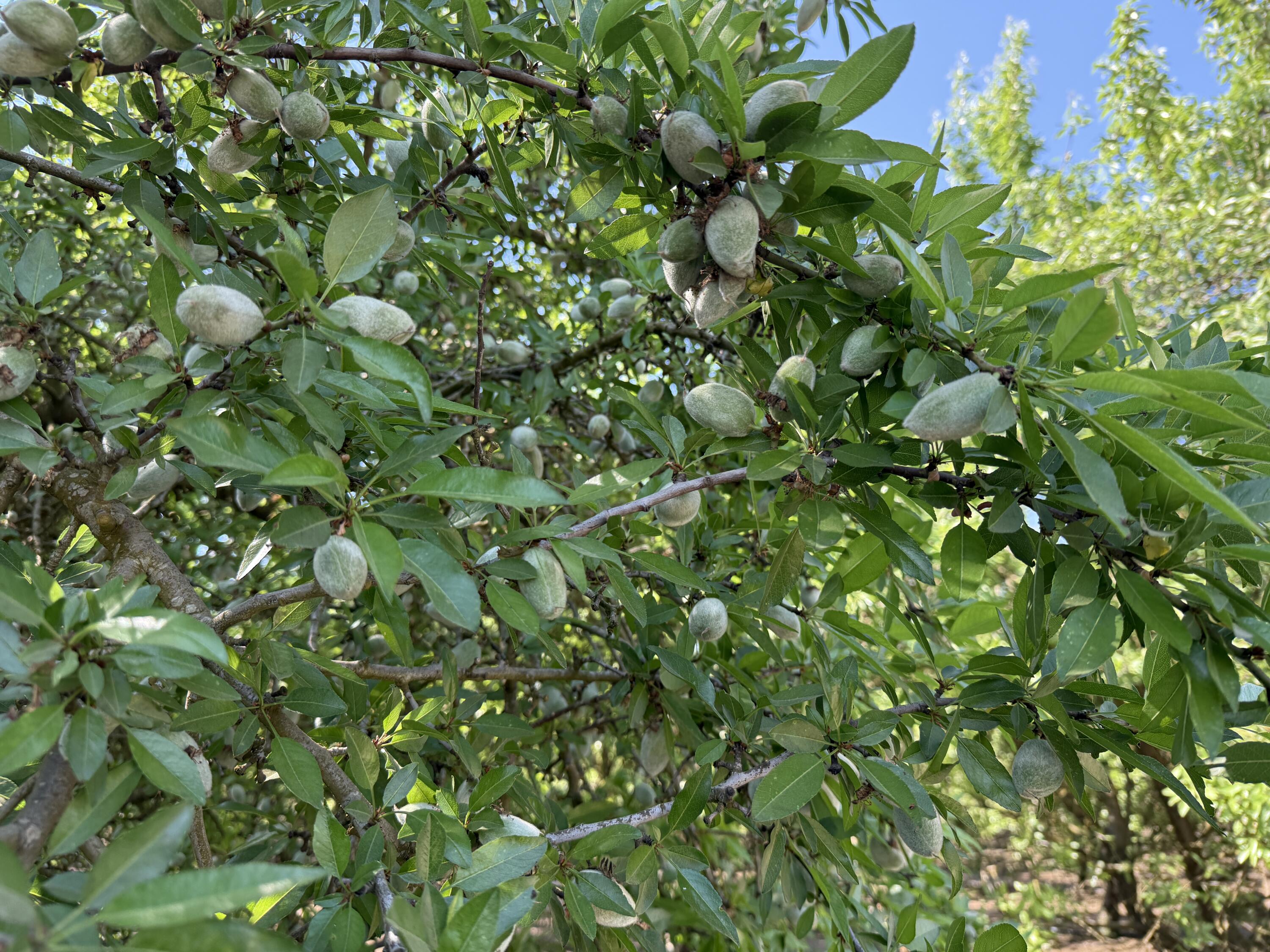 15500 Rd 200, Porterville, CA 93257