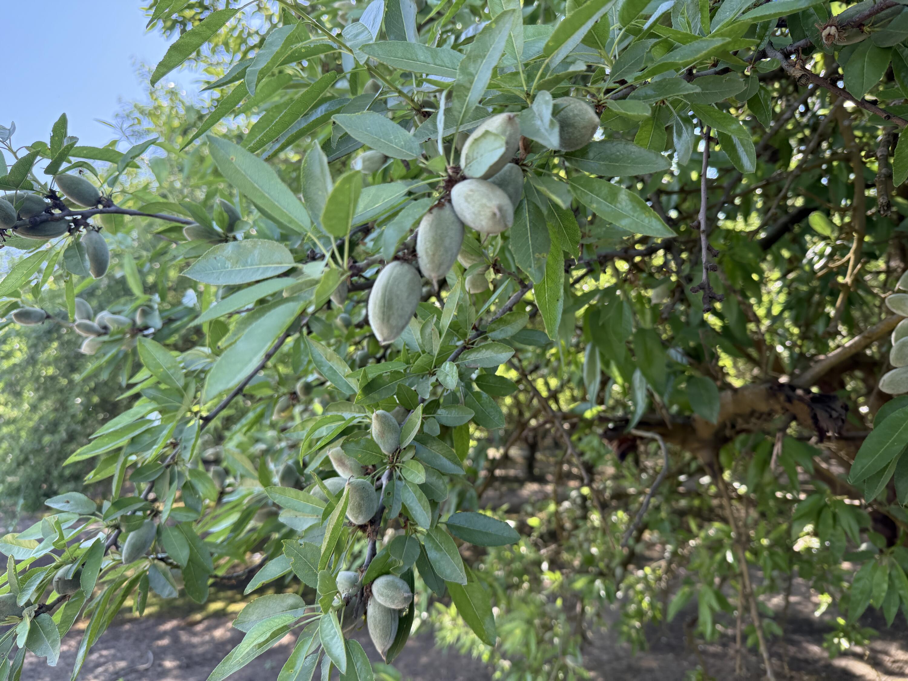 15500 Rd 200, Porterville, CA 93257