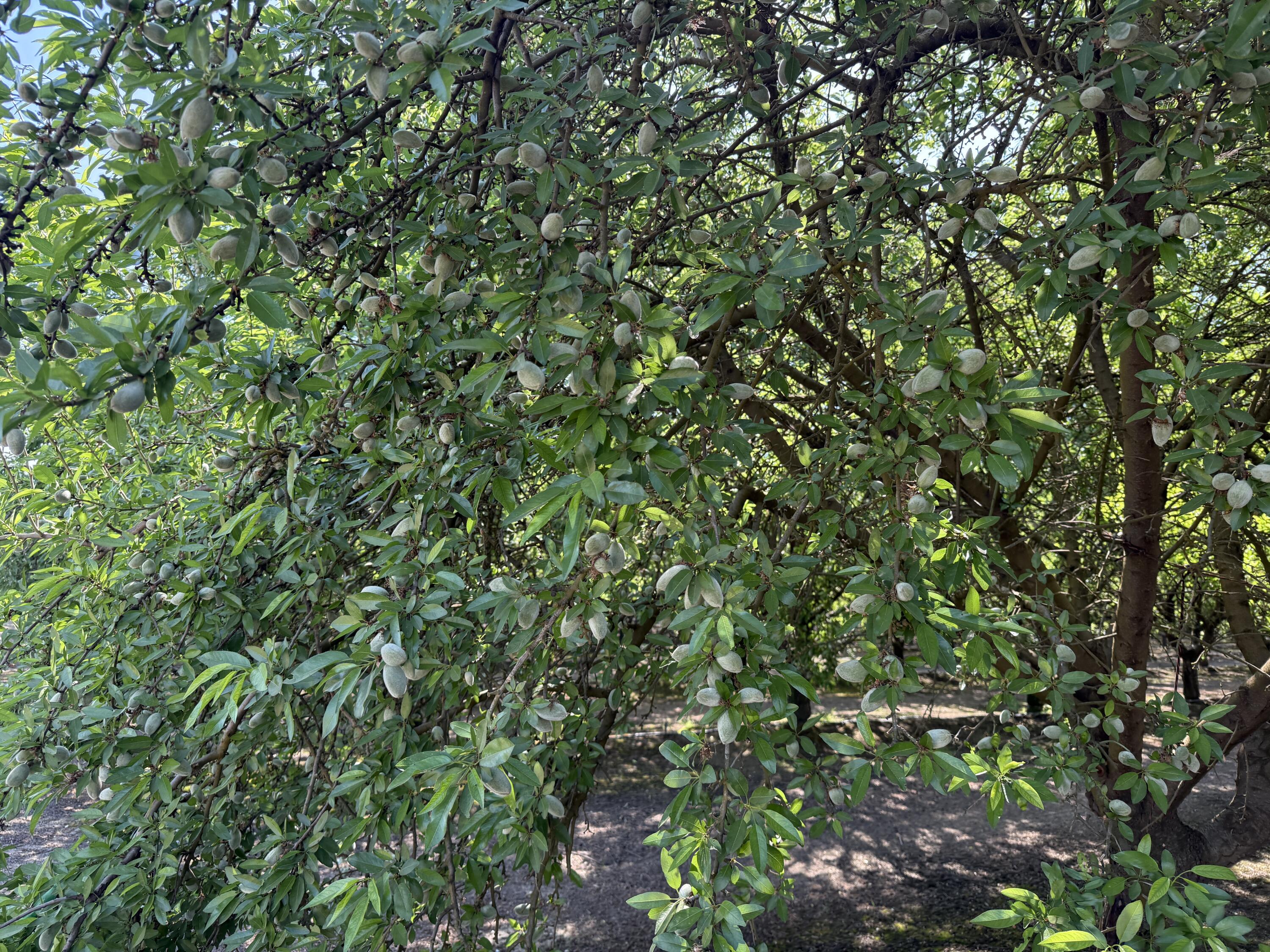 15500 Rd 200, Porterville, CA 93257