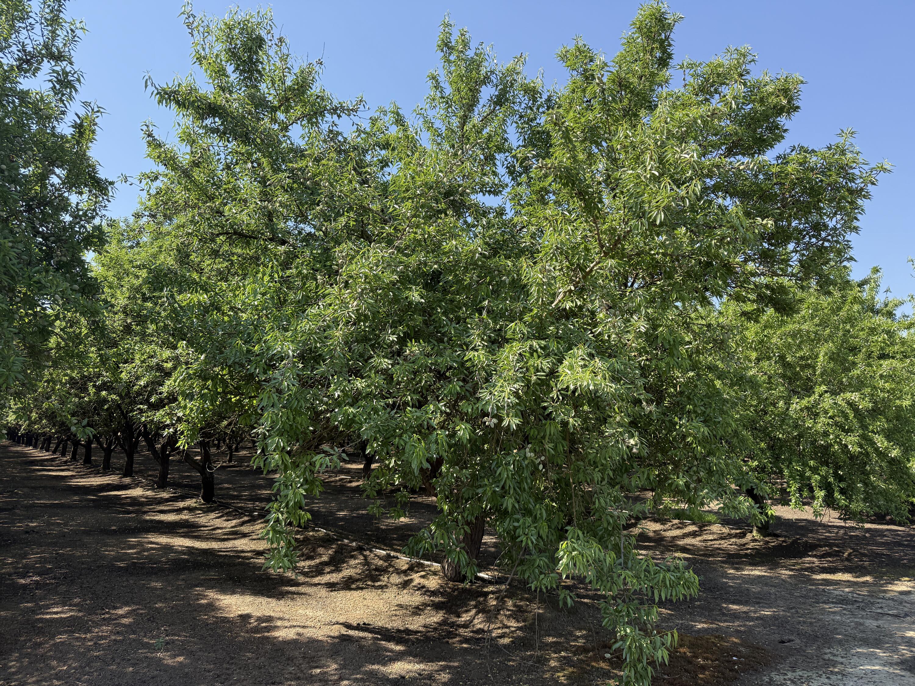 15500 Rd 200, Porterville, CA 93257