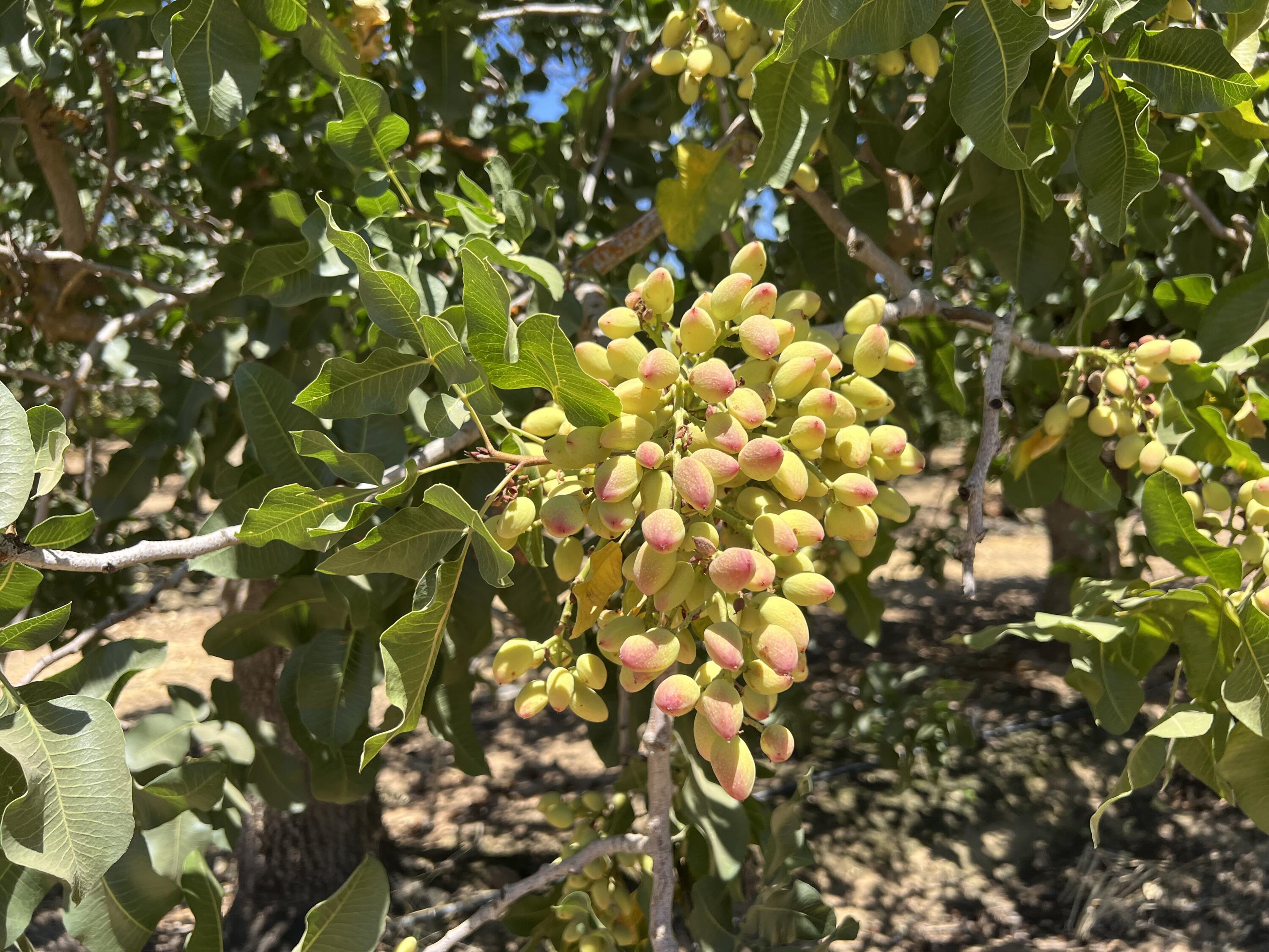 0 Road 27, Madera, CA 93638