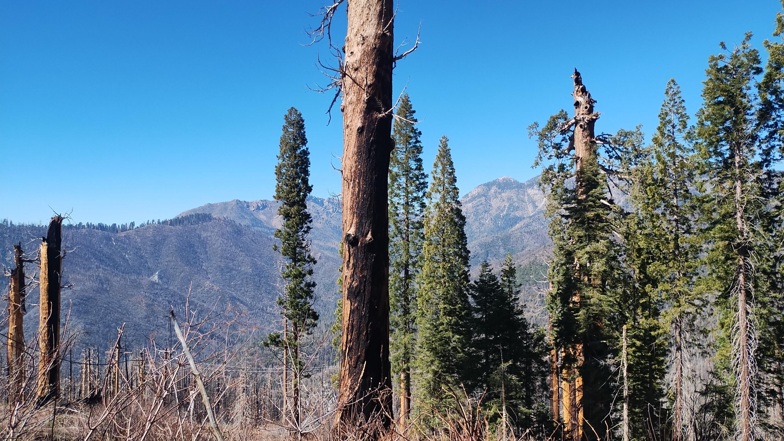 55058 Redwood Dr, Sequoia Crest, CA 93265