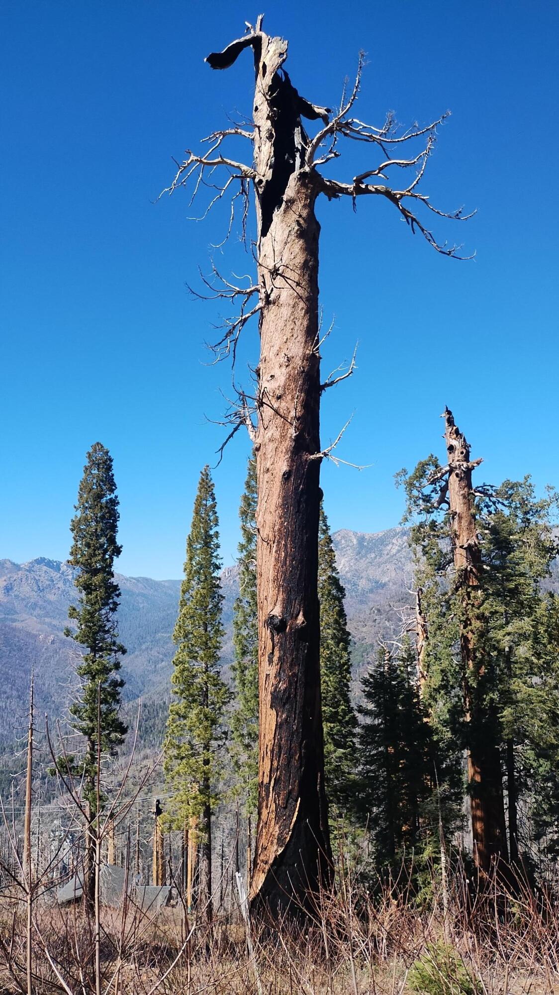 55058 Redwood Dr, Sequoia Crest, CA 93265