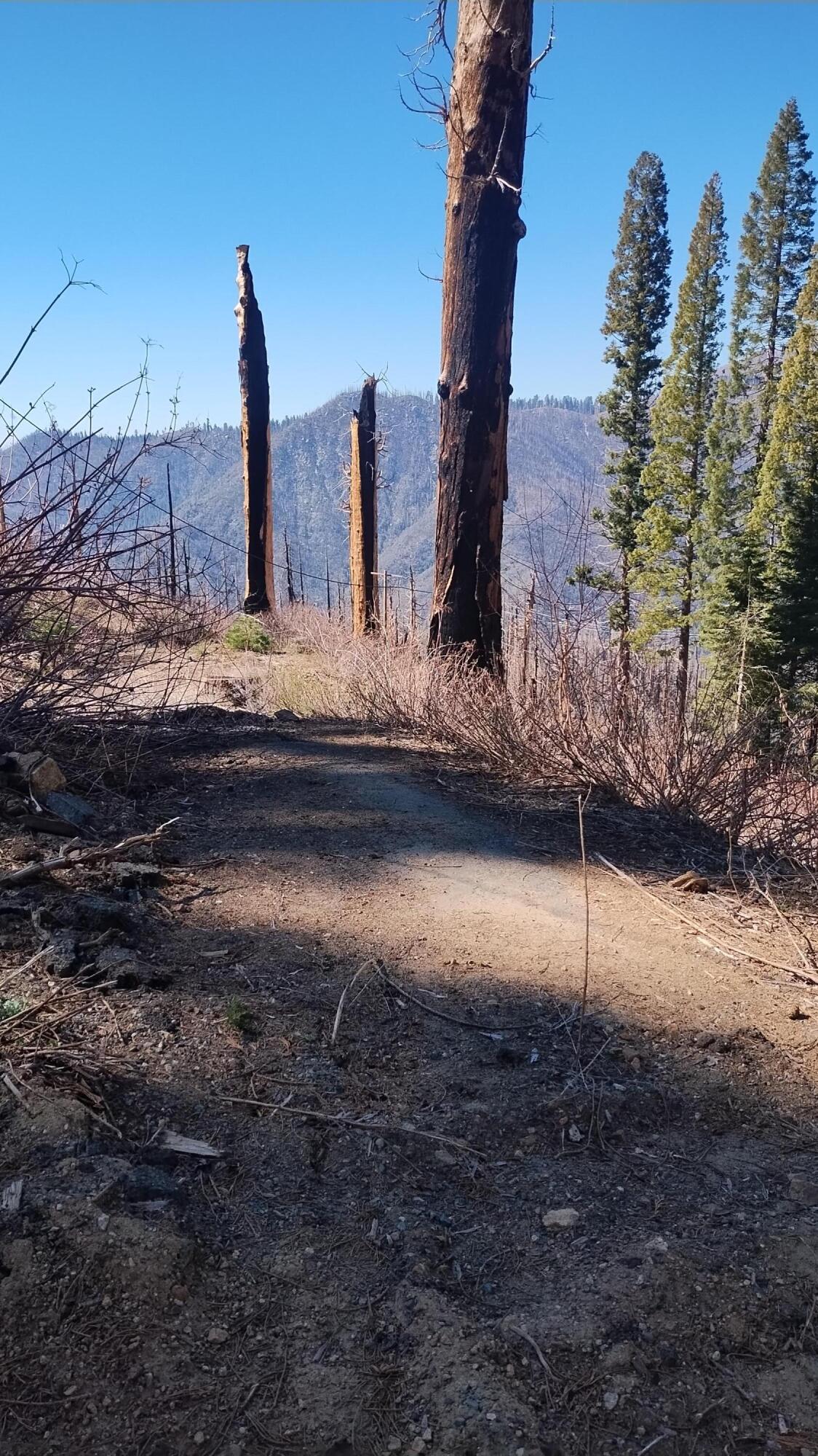 55058 Redwood Dr, Sequoia Crest, CA 93265