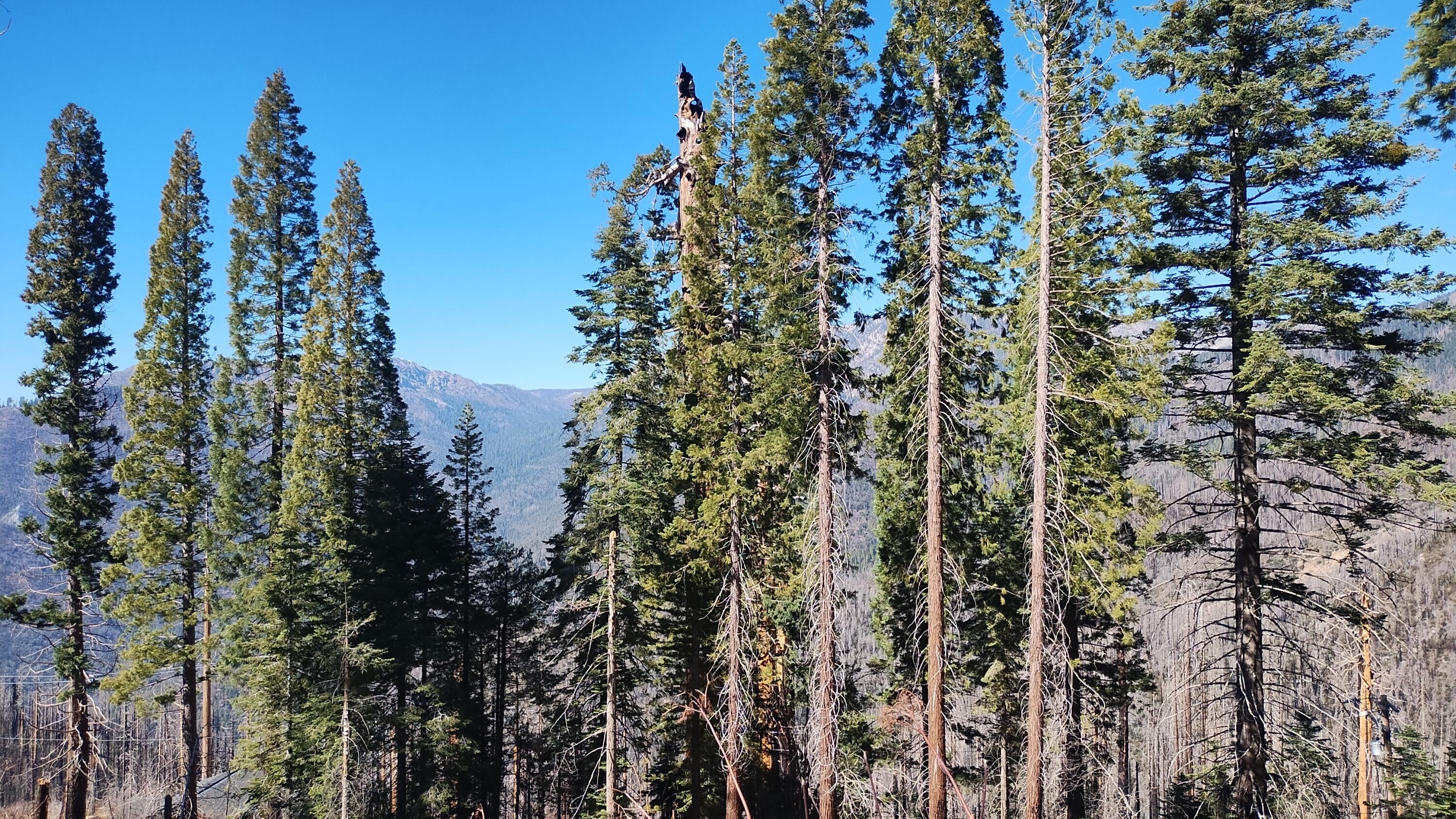 55058 Redwood Dr, Sequoia Crest, CA 93265