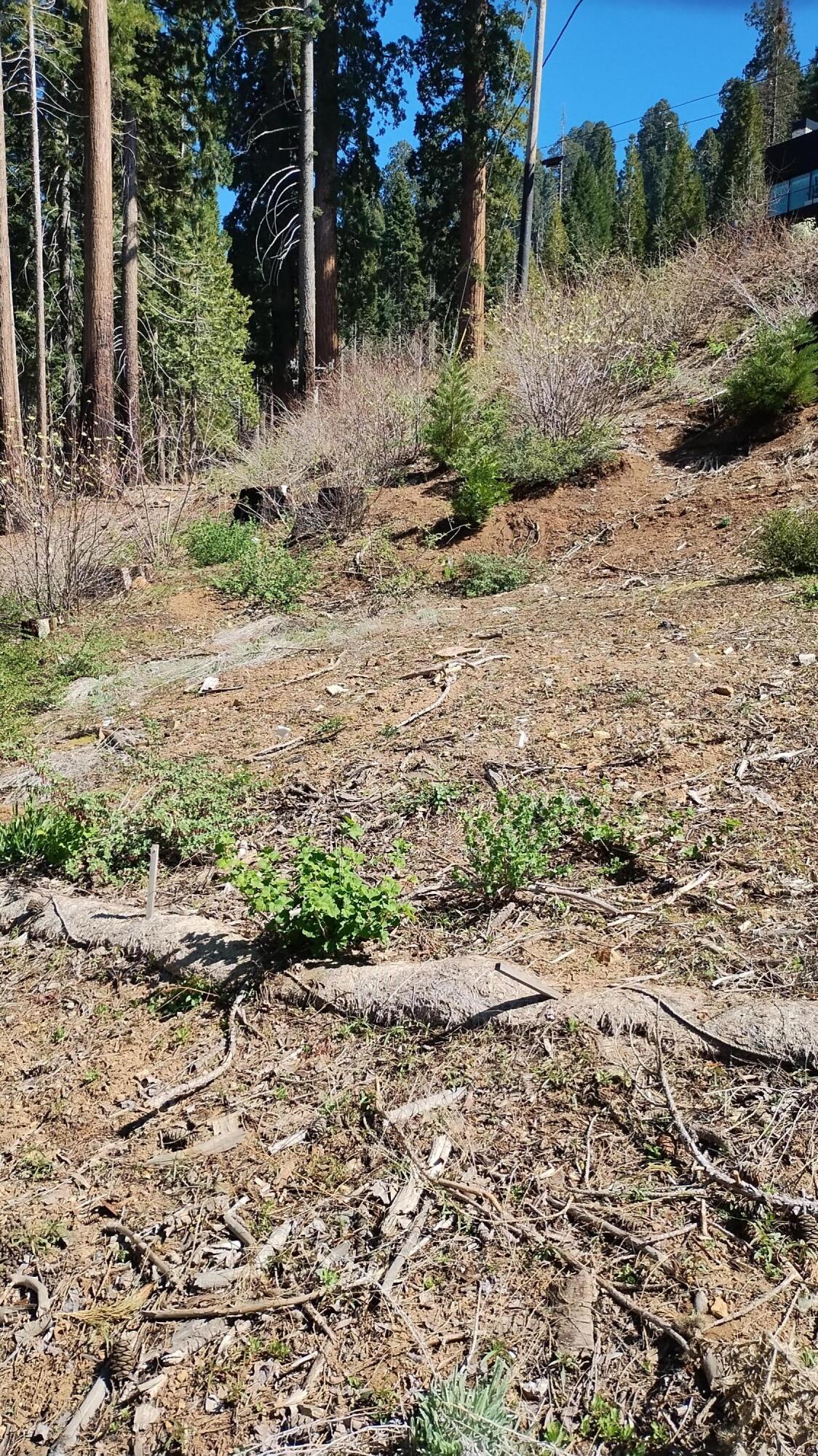 55058 Redwood Dr, Sequoia Crest, CA 93265