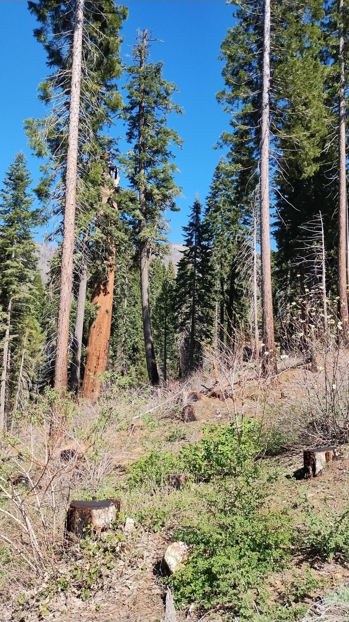 55058 Redwood Dr, Sequoia Crest, CA 93265