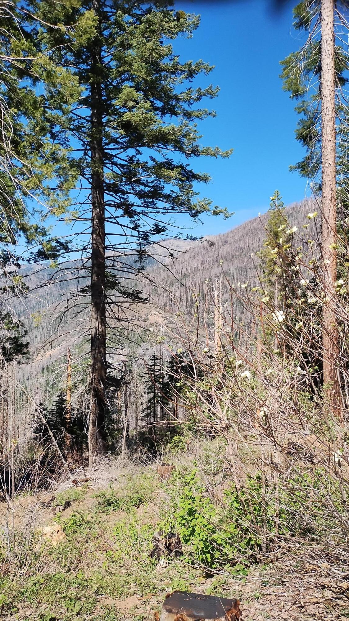 55058 Redwood Dr, Sequoia Crest, CA 93265