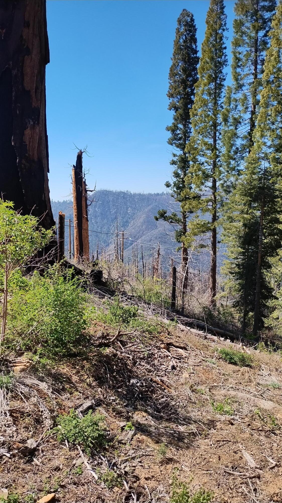 55058 Redwood Dr, Sequoia Crest, CA 93265