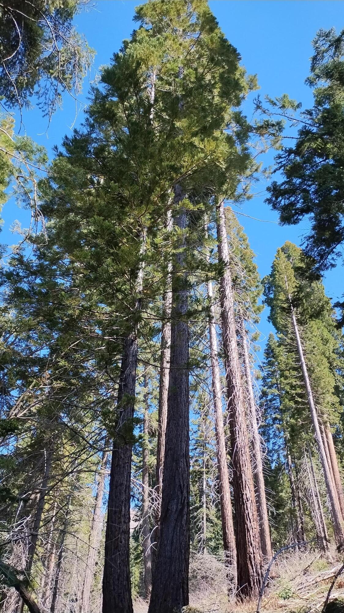 55058 Redwood Dr, Sequoia Crest, CA 93265