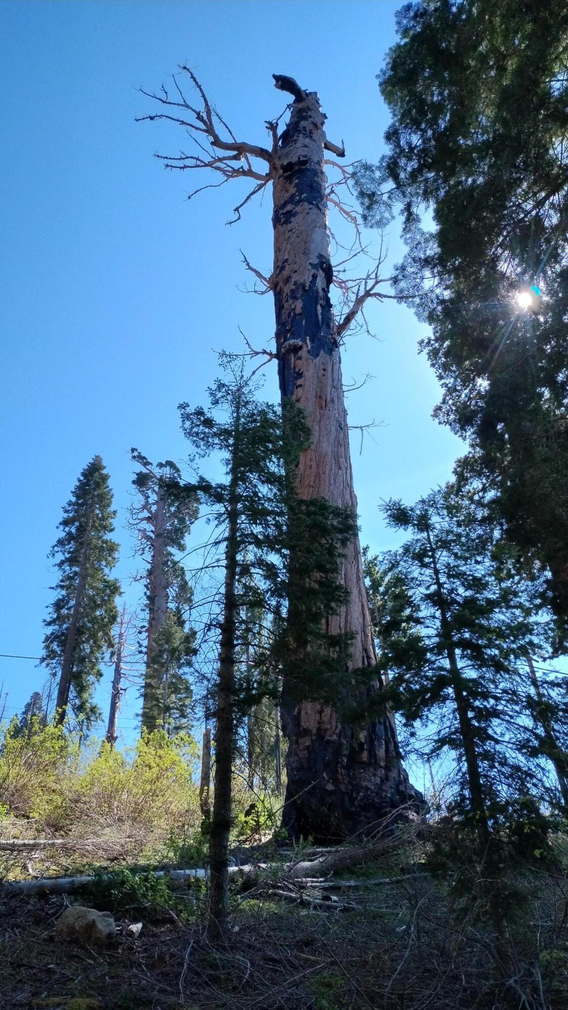 55058 Redwood Dr, Sequoia Crest, CA 93265