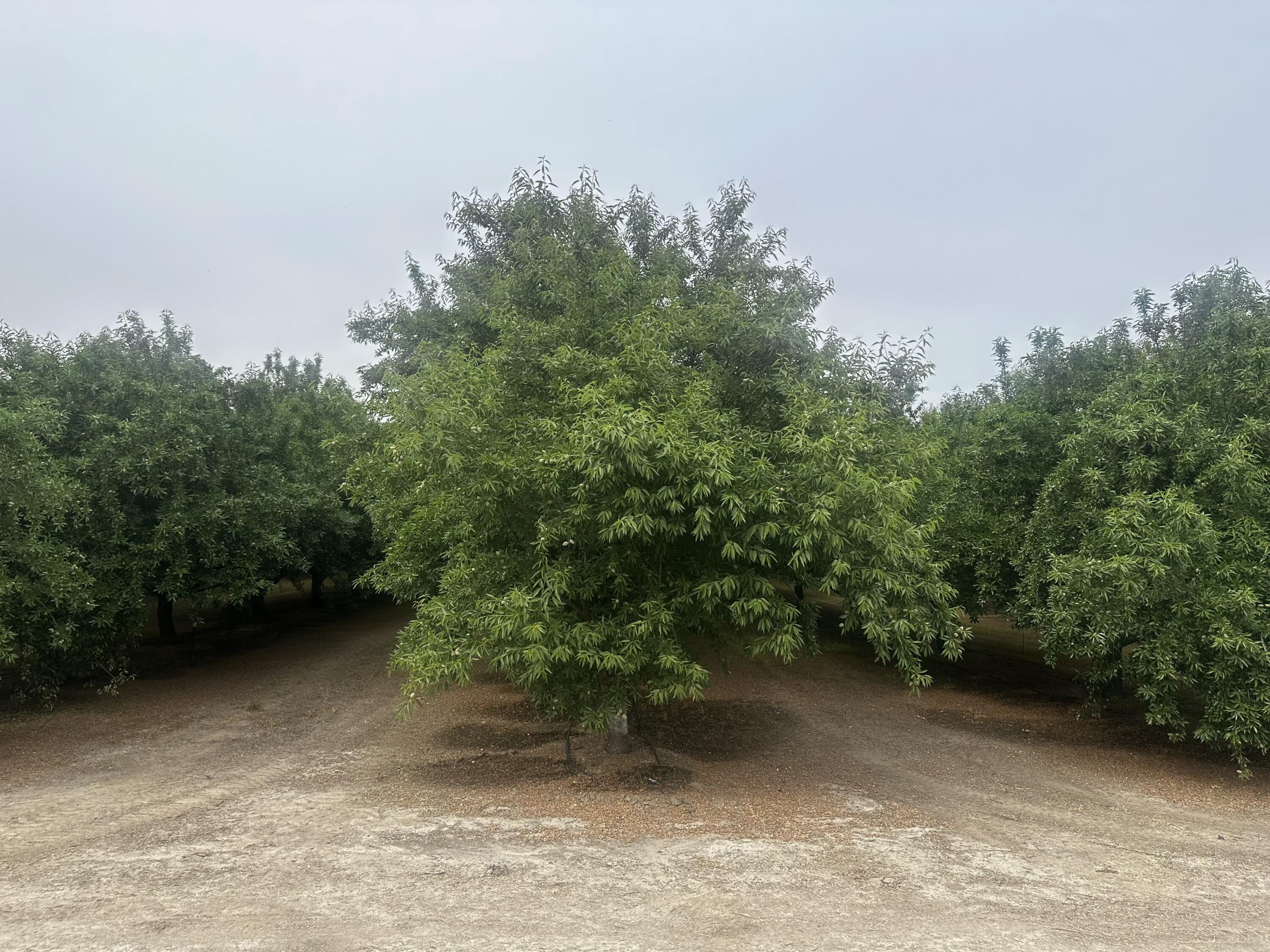 0 Grangeville Blvd, Lemoore, CA 93245